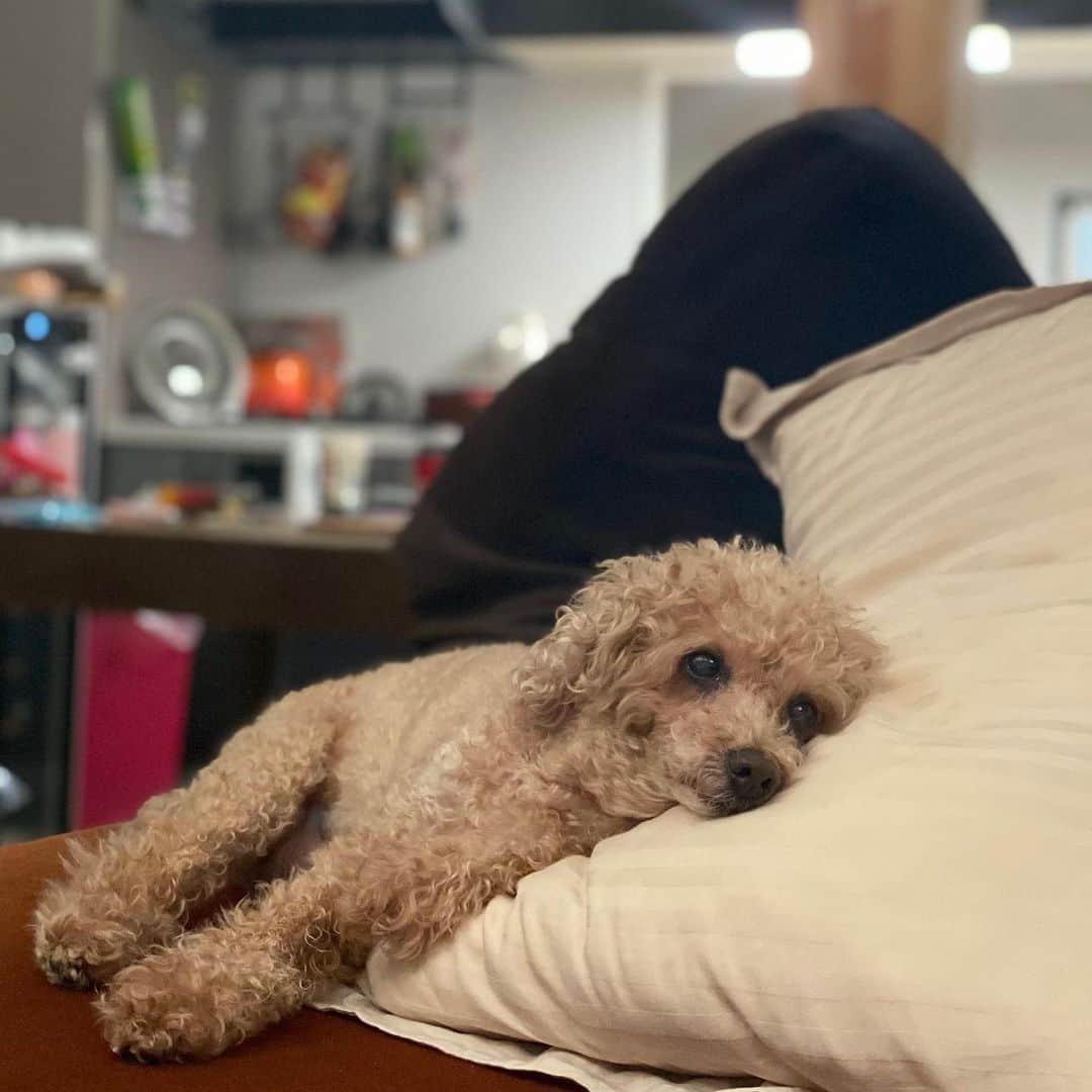 朋未のインスタグラム：「昼寝しようとすると今日こそ部屋を片付けろよと 捨て台詞を吐いて仕事に行った旦那の代わりに監視してくる老犬(14)  #トイプードル #トイプードルのいる暮らし #老犬 #老犬との生活」