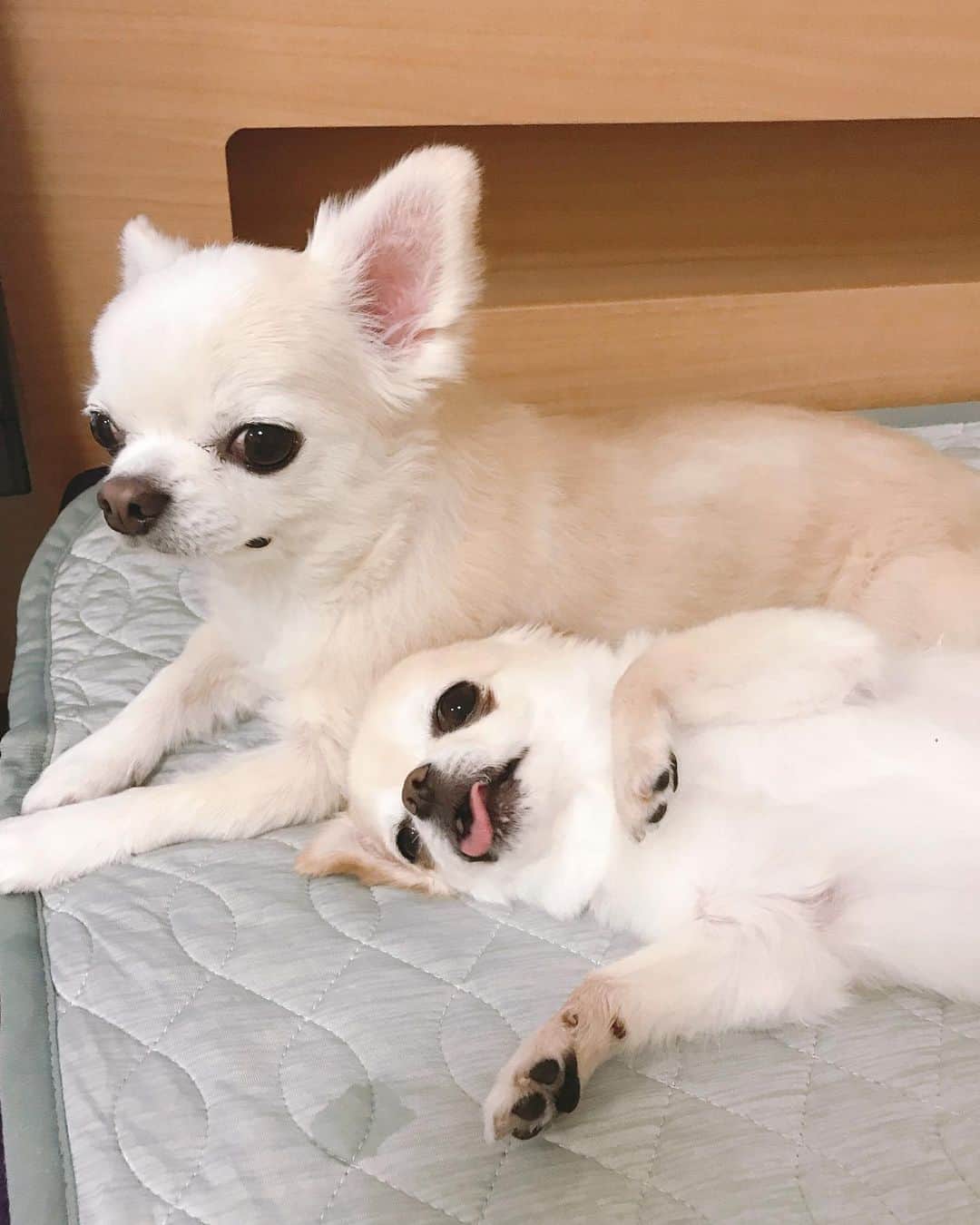 ∞maki∞??????さんのインスタグラム写真 - (∞maki∞??????Instagram)「2020.8.26 デコ♡オミ♡ ・ ・ ・ ・ 暑くてもひっつき虫〜🥰💕 ・ ・ ・ ・ それにしても デコは微妙な表情だね😂💓 ・ ・ ・ ・ #ひっつき虫#動画 #dog#Chihuahua#Chihuahualove#Chihuahualife#instaChihuahua#IGersJP#all_dog_japan#happy#cute#love#犬#愛犬#イヌスタグラム#ちわすたぐらむ#チワワ#ロングコートチワワ#多頭飼い#可愛い#癒し#幸せ#ﾃﾞｺｵﾐ」8月26日 17時18分 - maki_dfpso