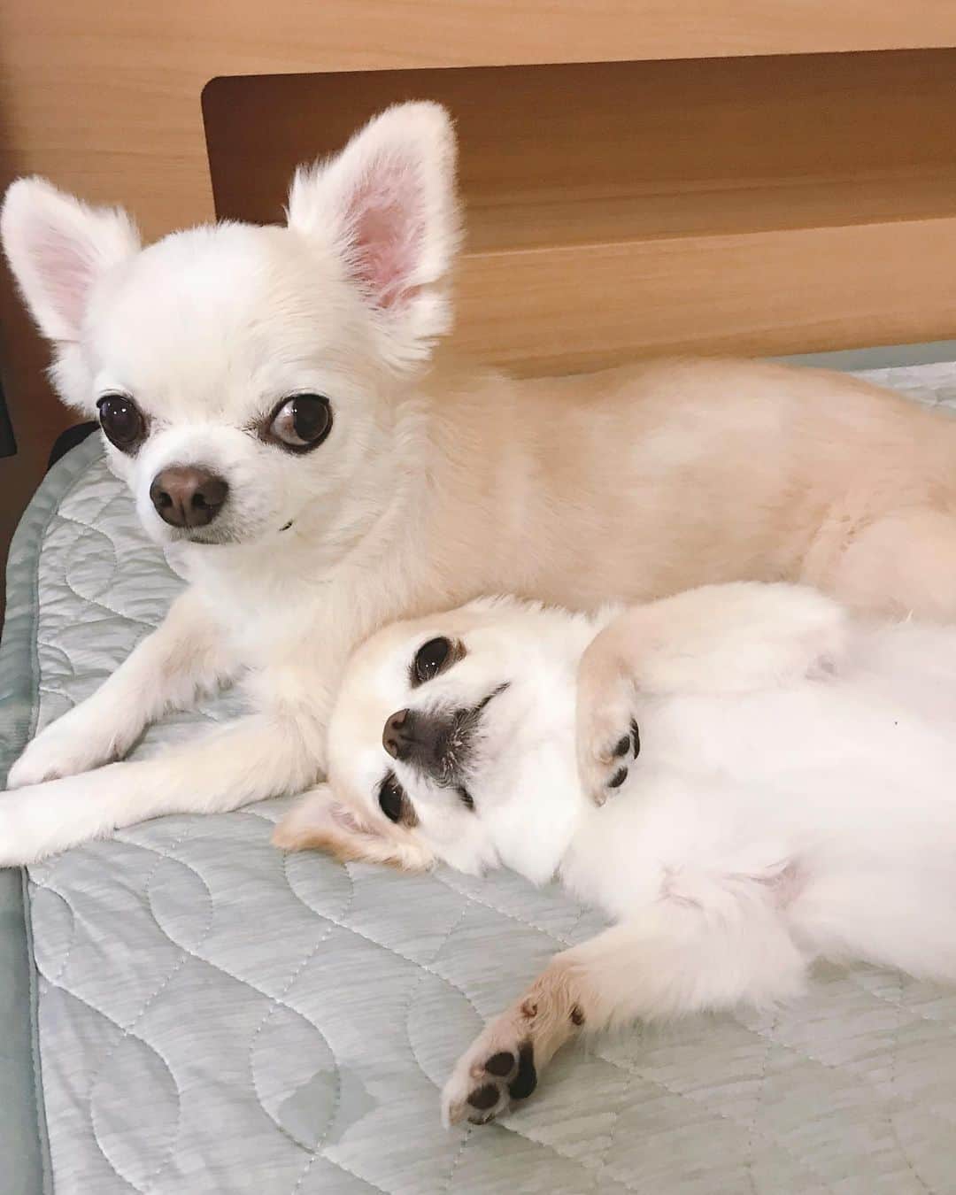 ∞maki∞??????さんのインスタグラム写真 - (∞maki∞??????Instagram)「2020.8.26 デコ♡オミ♡ ・ ・ ・ ・ 暑くてもひっつき虫〜🥰💕 ・ ・ ・ ・ それにしても デコは微妙な表情だね😂💓 ・ ・ ・ ・ #ひっつき虫#動画 #dog#Chihuahua#Chihuahualove#Chihuahualife#instaChihuahua#IGersJP#all_dog_japan#happy#cute#love#犬#愛犬#イヌスタグラム#ちわすたぐらむ#チワワ#ロングコートチワワ#多頭飼い#可愛い#癒し#幸せ#ﾃﾞｺｵﾐ」8月26日 17時18分 - maki_dfpso