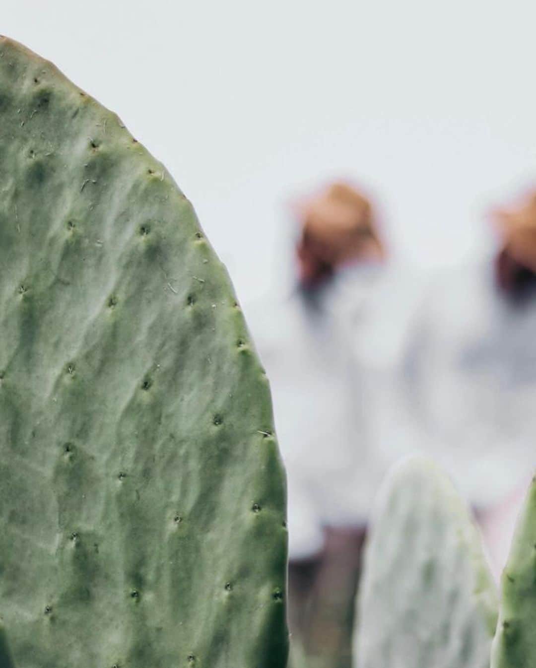 大田由香梨さんのインスタグラム写真 - (大田由香梨Instagram)「このBagは何から出来ているでしょうか？☝🏻☺️🌵  The M(ミチエ)というバッグブランドから来年の春に発売される　「Cactus Vegan Leather 」サボテン(From Mexico)で作られたレザー調のBagなんです🌵  これだけ、世の中がビニールやプラスチック問題を大きく取り上げているにもかかわらず。石油から作られたポリウレタン製のフェイクレザー、Vegan Leatherがまるで正義かのように、ファッションだけでなく、家具や車などで見る機会が多く。  ずっと違和感を感じていた私にとって、  植物からできたナチュラルビーガンレザーは、もう一つの新たな答え、選択をもたらすのではないかと思います🌵  The M(ミチエ)の春の展示会が来週からスタートするそうです☝🏻☺️  サステナブルな取り組みをしている、セレクトショップや百貨店のバイヤーさん はもちろんのこと。  実はこのブランドは、BagのOEMのメーカーさんなので、Cactus Vegan Leatherに興味のある人はAskしてみると、オリジナルBagを作る事もできると思います🌵🌵🌵  #美味しい香りのレザー」8月26日 17時34分 - otayukari