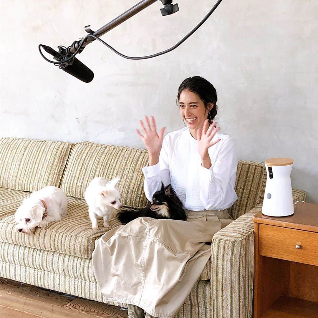 森泉さんのインスタグラム写真 - (森泉Instagram)「#furbo present to those that adopt a dog through #omusubi_pet  Let’s #save101dogs ❤️ @omusubi_pet から保護犬を迎えると @furbo_japan をプレゼント🐾 保護犬を迎えるという選択が少しでも広まりますように✨ 101匹の保護犬に家族を🙏」8月26日 17時56分 - izumi.mori