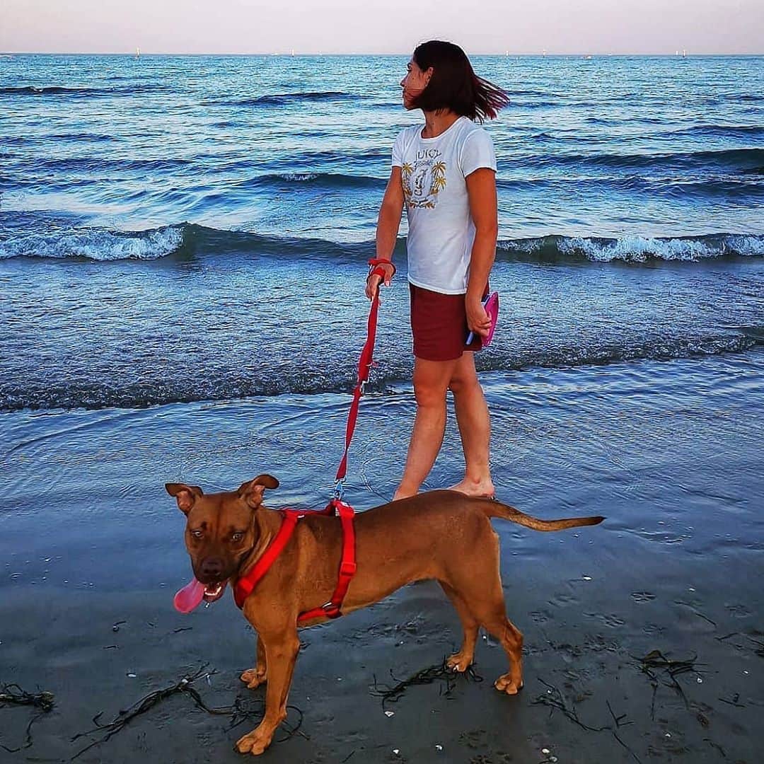 ニコーレ・デラ・モニカのインスタグラム：「Happy international dog day!!!!  @olimpia.the.staffy 💙💙💙  #internationaldogday #dogsmom #dogslover #cutie #olly #olimpiathestaffy #pitbull #puppylove #petlovers #doggy」