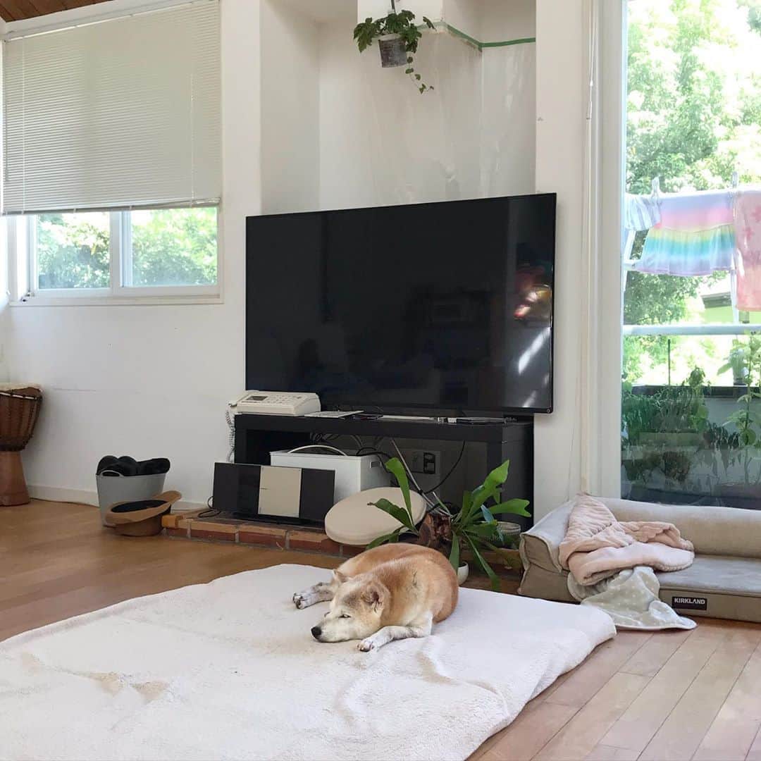 柴犬リリコのインスタグラム：「自分のベッドよりごろ寝マットがお気に入り🐶 #ふかふかは正義」