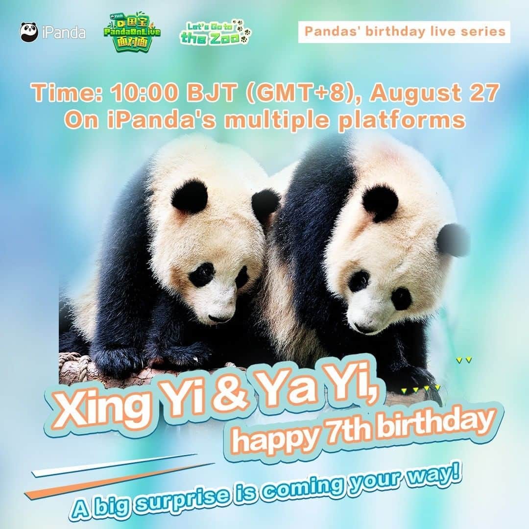 iPandaさんのインスタグラム写真 - (iPandaInstagram)「Live Preview: Tomorrow is the birthday of giant panda Ya Yi. Ya Yi and his elder brother, Xing Yi live at Guangzhou Zoo. We’re gonna hold a live birthday party for him at 10: 00 BJT(GMT+8) on August 27 on Facebook. Come and join us! 🐼 🐼 🐼 #Panda #iPanda #Cute  #FBLive #LetsGototheZoo」8月26日 18時21分 - ipandachannel