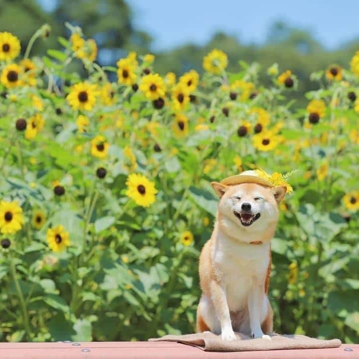 9GAGさんのインスタグラム写真 - (9GAGInstagram)「Happy flower boi 📸 @lily0316am - #flower #shibainu #柴犬 #9gag」8月26日 18時27分 - 9gag