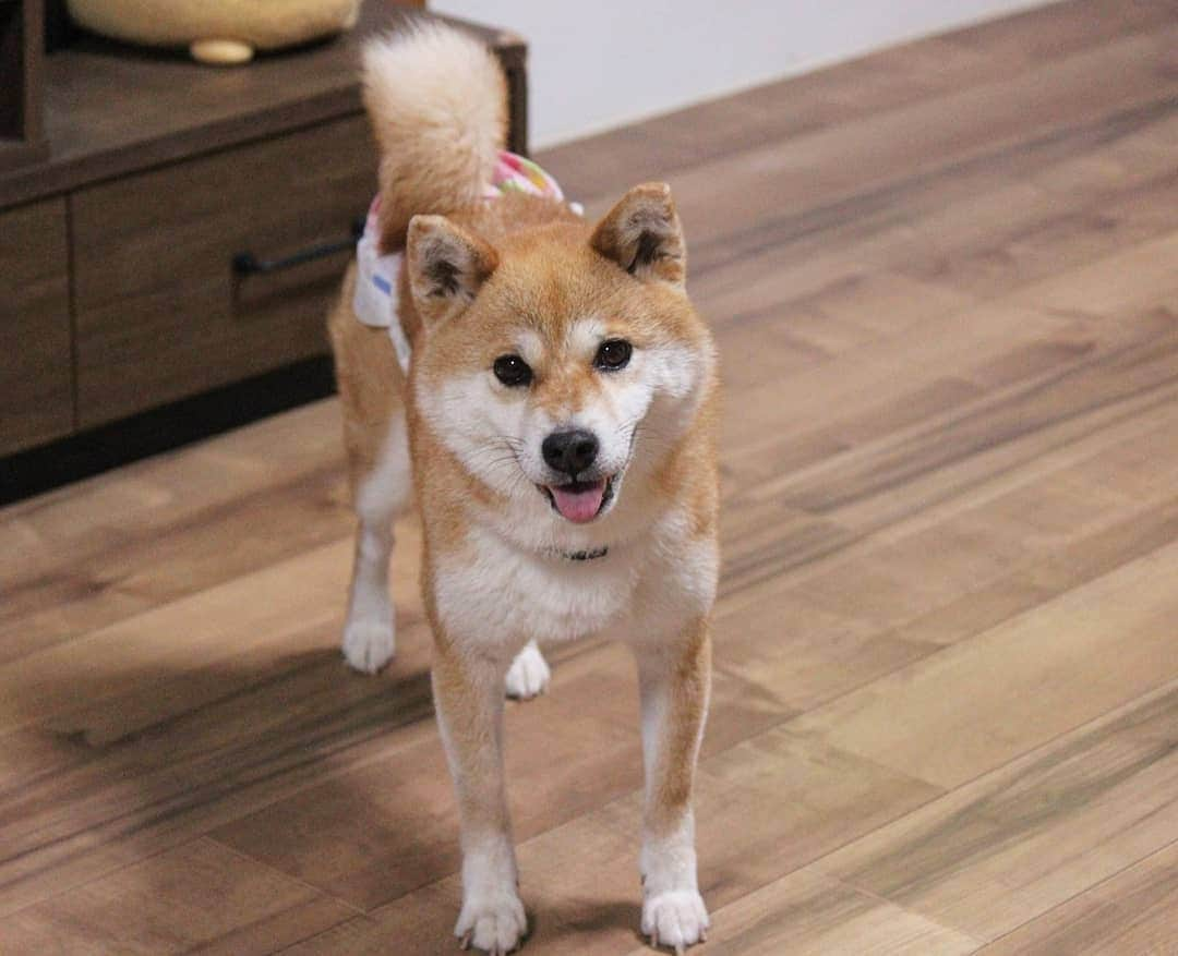 柴犬たま Shibainu Tamaのインスタグラム