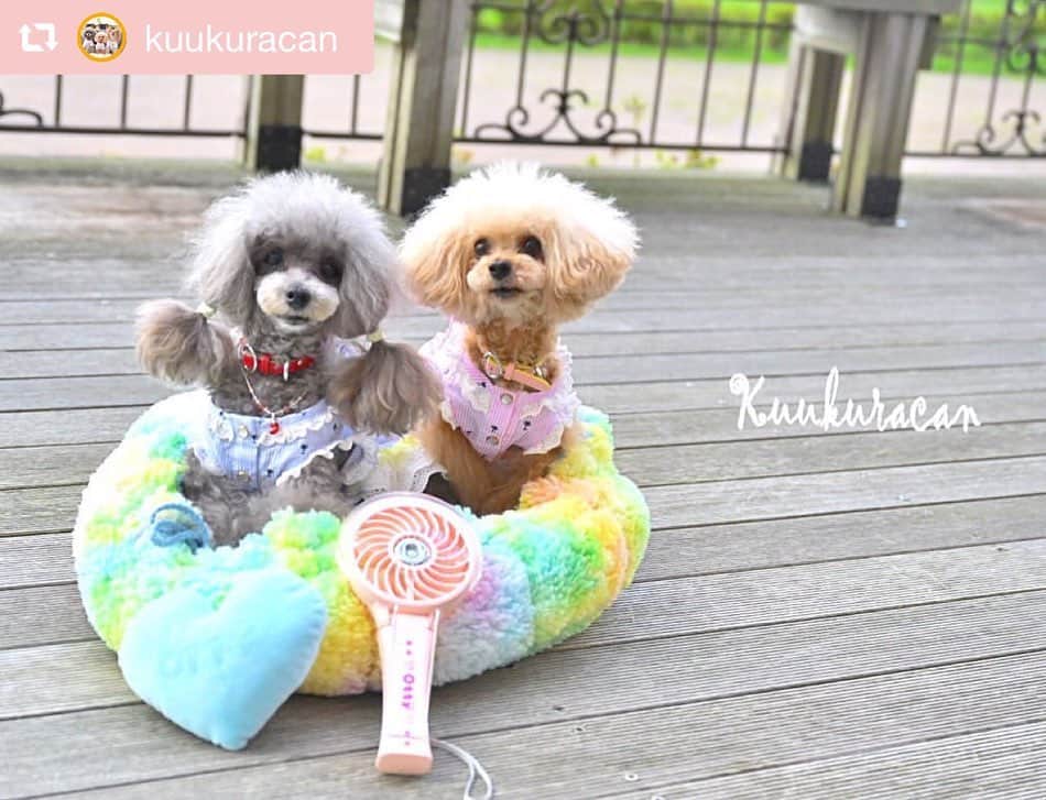 大原かおりさんのインスタグラム写真 - (大原かおりInstagram)「♡♡♡ 🐶プードルの くららちゃん&キャンディちゃん @kuukuracan ☺︎ #Otty商品 リポスト ❤︎ ヤシの木ストライプ柄フリルワンピ ❤︎マカロンベッド ❤︎ミスト扇風機 ☺︎ Ottyのモデルも努めて頂いた事のある、とっても可愛いくららちゃんとキャンディちゃん🐶🐶💕 ヤシの木ワンピにマカロンベッドとOttyミスト扇風機を使ってくれて嬉しいなぁ😋🎶 ガーリーでとっても可愛いお写真ありがとねっ❣️ ☺︎ ただ今、ヤシの木ワンピがお買い得よ〜😻🏝✨ ⑅◡̈⑅ #Ottyの夏 #プードル #くららちゃん #キャンディちゃん #ヤシの木 #マカロンベッド #レインボー #犬用ベッド #ミスト扇風機 #わんことの暮らし #🐶❤️ ♔∴∵∴∴∵∴♔∴∵∴♔∴∵∴♔∴∵∴♔∴∵∴♔∴∵∴♔∴∵∴♔∴∵∴♔∴∵∴♔ repost @kuukuracan トリプル✩.*˚Otty★ @oharagaori_otty  ・ ・ ①ヤシの木柄ｽﾄﾗｲﾌﾟﾌﾘﾙｼｬﾂ👗 2018年ﾄﾞｯｸﾞｽﾀｰﾄﾞﾗﾌﾄ会議出場。 その時 Ottyさんにｽｶｳﾄしていただき ｵﾝﾗｲﾝﾓﾃﾞﾙに採用して頂きました。 想い入れのある記念のお洋服♪ 可愛くてお気に入り♡ ｵﾝﾗｲﾝｼｮｯﾌﾟをﾁｪｯｸしてみてね♪ くららとキャンディがいるよー♪ ・ ②ミスト扇風機🎐 天使のカートにも装着可！ 静音で風量調節可！ かなり優秀です☺︎ @tenshinocart_official  ・ ③マカロンリバーシブルベッド🛏 Kuukuracanは クーラーで冷え冷えになった室内で ふわもこあったかなマカロンベッドに、びろーんと伸びて寝ています (*¨̮*) ・ カラフルで 元気が出るOttyブランド♡ ・ ・ #くららとキャンディ  #可愛い #Otty #わんこ服 #ペットベッド #ペット扇風機 #poodle #toypoodle #teacuppoodle #silverpoodle #poodlelove #poodles #poodlegram #toypoodlelove #poodleofinstagram  #トイプードル #ティーカッププードル #シルバープードル」8月26日 18時49分 - oharagaori_otty