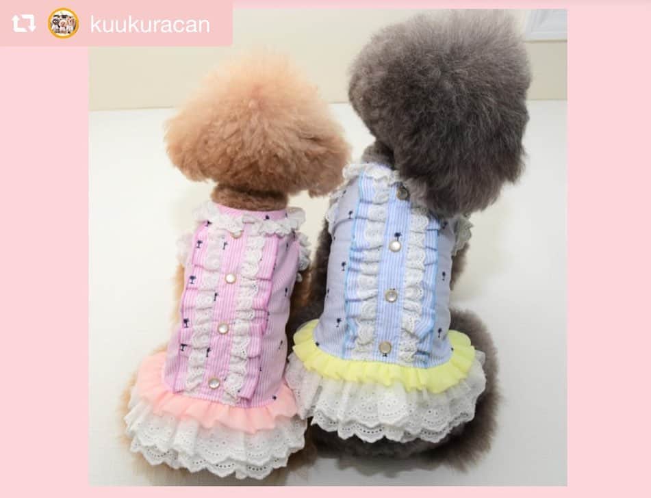 大原かおりさんのインスタグラム写真 - (大原かおりInstagram)「♡♡♡ 🐶プードルの くららちゃん&キャンディちゃん @kuukuracan ☺︎ #Otty商品 リポスト ❤︎ ヤシの木ストライプ柄フリルワンピ ❤︎マカロンベッド ❤︎ミスト扇風機 ☺︎ Ottyのモデルも努めて頂いた事のある、とっても可愛いくららちゃんとキャンディちゃん🐶🐶💕 ヤシの木ワンピにマカロンベッドとOttyミスト扇風機を使ってくれて嬉しいなぁ😋🎶 ガーリーでとっても可愛いお写真ありがとねっ❣️ ☺︎ ただ今、ヤシの木ワンピがお買い得よ〜😻🏝✨ ⑅◡̈⑅ #Ottyの夏 #プードル #くららちゃん #キャンディちゃん #ヤシの木 #マカロンベッド #レインボー #犬用ベッド #ミスト扇風機 #わんことの暮らし #🐶❤️ ♔∴∵∴∴∵∴♔∴∵∴♔∴∵∴♔∴∵∴♔∴∵∴♔∴∵∴♔∴∵∴♔∴∵∴♔∴∵∴♔ repost @kuukuracan トリプル✩.*˚Otty★ @oharagaori_otty  ・ ・ ①ヤシの木柄ｽﾄﾗｲﾌﾟﾌﾘﾙｼｬﾂ👗 2018年ﾄﾞｯｸﾞｽﾀｰﾄﾞﾗﾌﾄ会議出場。 その時 Ottyさんにｽｶｳﾄしていただき ｵﾝﾗｲﾝﾓﾃﾞﾙに採用して頂きました。 想い入れのある記念のお洋服♪ 可愛くてお気に入り♡ ｵﾝﾗｲﾝｼｮｯﾌﾟをﾁｪｯｸしてみてね♪ くららとキャンディがいるよー♪ ・ ②ミスト扇風機🎐 天使のカートにも装着可！ 静音で風量調節可！ かなり優秀です☺︎ @tenshinocart_official  ・ ③マカロンリバーシブルベッド🛏 Kuukuracanは クーラーで冷え冷えになった室内で ふわもこあったかなマカロンベッドに、びろーんと伸びて寝ています (*¨̮*) ・ カラフルで 元気が出るOttyブランド♡ ・ ・ #くららとキャンディ  #可愛い #Otty #わんこ服 #ペットベッド #ペット扇風機 #poodle #toypoodle #teacuppoodle #silverpoodle #poodlelove #poodles #poodlegram #toypoodlelove #poodleofinstagram  #トイプードル #ティーカッププードル #シルバープードル」8月26日 18時49分 - oharagaori_otty