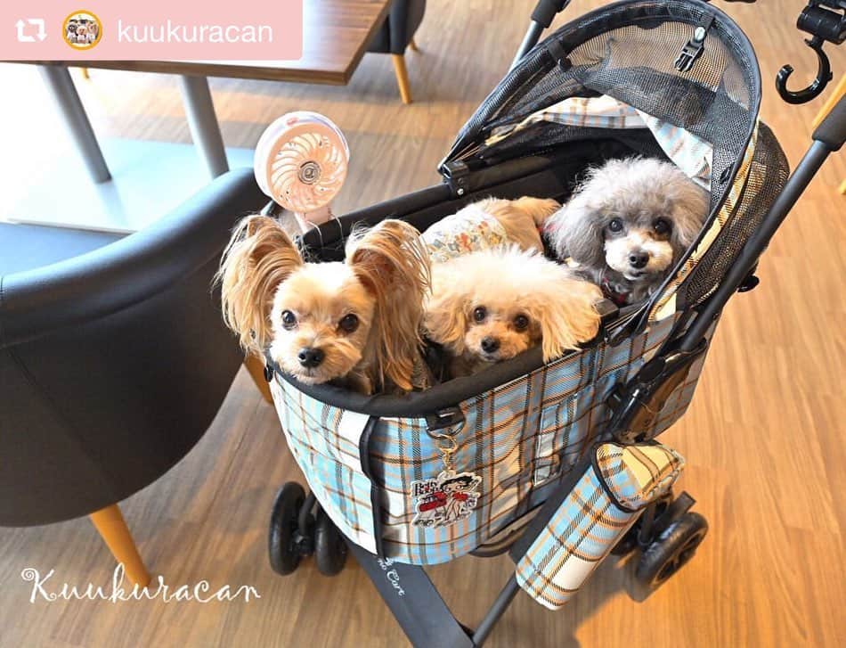 大原かおりさんのインスタグラム写真 - (大原かおりInstagram)「♡♡♡ 🐶プードルの くららちゃん&キャンディちゃん @kuukuracan ☺︎ #Otty商品 リポスト ❤︎ ヤシの木ストライプ柄フリルワンピ ❤︎マカロンベッド ❤︎ミスト扇風機 ☺︎ Ottyのモデルも努めて頂いた事のある、とっても可愛いくららちゃんとキャンディちゃん🐶🐶💕 ヤシの木ワンピにマカロンベッドとOttyミスト扇風機を使ってくれて嬉しいなぁ😋🎶 ガーリーでとっても可愛いお写真ありがとねっ❣️ ☺︎ ただ今、ヤシの木ワンピがお買い得よ〜😻🏝✨ ⑅◡̈⑅ #Ottyの夏 #プードル #くららちゃん #キャンディちゃん #ヤシの木 #マカロンベッド #レインボー #犬用ベッド #ミスト扇風機 #わんことの暮らし #🐶❤️ ♔∴∵∴∴∵∴♔∴∵∴♔∴∵∴♔∴∵∴♔∴∵∴♔∴∵∴♔∴∵∴♔∴∵∴♔∴∵∴♔ repost @kuukuracan トリプル✩.*˚Otty★ @oharagaori_otty  ・ ・ ①ヤシの木柄ｽﾄﾗｲﾌﾟﾌﾘﾙｼｬﾂ👗 2018年ﾄﾞｯｸﾞｽﾀｰﾄﾞﾗﾌﾄ会議出場。 その時 Ottyさんにｽｶｳﾄしていただき ｵﾝﾗｲﾝﾓﾃﾞﾙに採用して頂きました。 想い入れのある記念のお洋服♪ 可愛くてお気に入り♡ ｵﾝﾗｲﾝｼｮｯﾌﾟをﾁｪｯｸしてみてね♪ くららとキャンディがいるよー♪ ・ ②ミスト扇風機🎐 天使のカートにも装着可！ 静音で風量調節可！ かなり優秀です☺︎ @tenshinocart_official  ・ ③マカロンリバーシブルベッド🛏 Kuukuracanは クーラーで冷え冷えになった室内で ふわもこあったかなマカロンベッドに、びろーんと伸びて寝ています (*¨̮*) ・ カラフルで 元気が出るOttyブランド♡ ・ ・ #くららとキャンディ  #可愛い #Otty #わんこ服 #ペットベッド #ペット扇風機 #poodle #toypoodle #teacuppoodle #silverpoodle #poodlelove #poodles #poodlegram #toypoodlelove #poodleofinstagram  #トイプードル #ティーカッププードル #シルバープードル」8月26日 18時49分 - oharagaori_otty