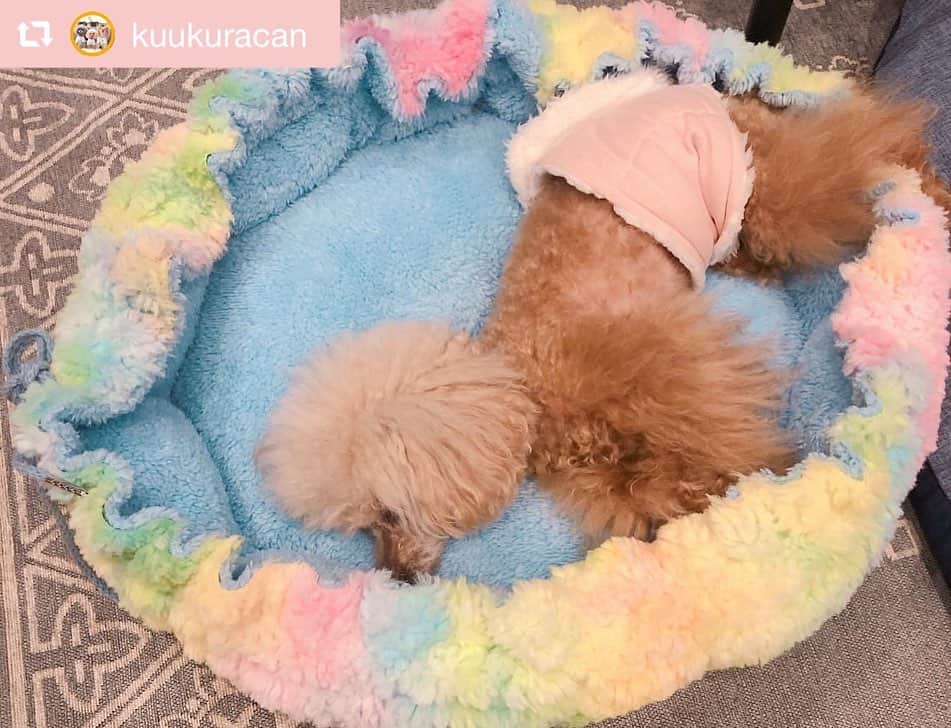 大原かおりさんのインスタグラム写真 - (大原かおりInstagram)「♡♡♡ 🐶プードルの くららちゃん&キャンディちゃん @kuukuracan ☺︎ #Otty商品 リポスト ❤︎ ヤシの木ストライプ柄フリルワンピ ❤︎マカロンベッド ❤︎ミスト扇風機 ☺︎ Ottyのモデルも努めて頂いた事のある、とっても可愛いくららちゃんとキャンディちゃん🐶🐶💕 ヤシの木ワンピにマカロンベッドとOttyミスト扇風機を使ってくれて嬉しいなぁ😋🎶 ガーリーでとっても可愛いお写真ありがとねっ❣️ ☺︎ ただ今、ヤシの木ワンピがお買い得よ〜😻🏝✨ ⑅◡̈⑅ #Ottyの夏 #プードル #くららちゃん #キャンディちゃん #ヤシの木 #マカロンベッド #レインボー #犬用ベッド #ミスト扇風機 #わんことの暮らし #🐶❤️ ♔∴∵∴∴∵∴♔∴∵∴♔∴∵∴♔∴∵∴♔∴∵∴♔∴∵∴♔∴∵∴♔∴∵∴♔∴∵∴♔ repost @kuukuracan トリプル✩.*˚Otty★ @oharagaori_otty  ・ ・ ①ヤシの木柄ｽﾄﾗｲﾌﾟﾌﾘﾙｼｬﾂ👗 2018年ﾄﾞｯｸﾞｽﾀｰﾄﾞﾗﾌﾄ会議出場。 その時 Ottyさんにｽｶｳﾄしていただき ｵﾝﾗｲﾝﾓﾃﾞﾙに採用して頂きました。 想い入れのある記念のお洋服♪ 可愛くてお気に入り♡ ｵﾝﾗｲﾝｼｮｯﾌﾟをﾁｪｯｸしてみてね♪ くららとキャンディがいるよー♪ ・ ②ミスト扇風機🎐 天使のカートにも装着可！ 静音で風量調節可！ かなり優秀です☺︎ @tenshinocart_official  ・ ③マカロンリバーシブルベッド🛏 Kuukuracanは クーラーで冷え冷えになった室内で ふわもこあったかなマカロンベッドに、びろーんと伸びて寝ています (*¨̮*) ・ カラフルで 元気が出るOttyブランド♡ ・ ・ #くららとキャンディ  #可愛い #Otty #わんこ服 #ペットベッド #ペット扇風機 #poodle #toypoodle #teacuppoodle #silverpoodle #poodlelove #poodles #poodlegram #toypoodlelove #poodleofinstagram  #トイプードル #ティーカッププードル #シルバープードル」8月26日 18時49分 - oharagaori_otty