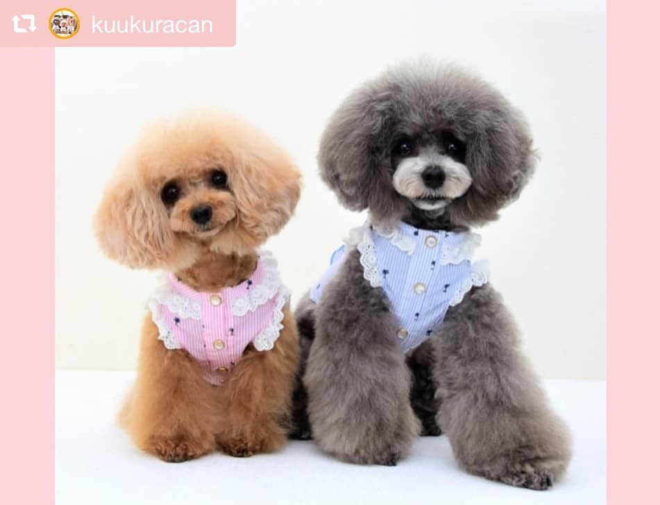 大原かおりさんのインスタグラム写真 - (大原かおりInstagram)「♡♡♡ 🐶プードルの くららちゃん&キャンディちゃん @kuukuracan ☺︎ #Otty商品 リポスト ❤︎ ヤシの木ストライプ柄フリルワンピ ❤︎マカロンベッド ❤︎ミスト扇風機 ☺︎ Ottyのモデルも努めて頂いた事のある、とっても可愛いくららちゃんとキャンディちゃん🐶🐶💕 ヤシの木ワンピにマカロンベッドとOttyミスト扇風機を使ってくれて嬉しいなぁ😋🎶 ガーリーでとっても可愛いお写真ありがとねっ❣️ ☺︎ ただ今、ヤシの木ワンピがお買い得よ〜😻🏝✨ ⑅◡̈⑅ #Ottyの夏 #プードル #くららちゃん #キャンディちゃん #ヤシの木 #マカロンベッド #レインボー #犬用ベッド #ミスト扇風機 #わんことの暮らし #🐶❤️ ♔∴∵∴∴∵∴♔∴∵∴♔∴∵∴♔∴∵∴♔∴∵∴♔∴∵∴♔∴∵∴♔∴∵∴♔∴∵∴♔ repost @kuukuracan トリプル✩.*˚Otty★ @oharagaori_otty  ・ ・ ①ヤシの木柄ｽﾄﾗｲﾌﾟﾌﾘﾙｼｬﾂ👗 2018年ﾄﾞｯｸﾞｽﾀｰﾄﾞﾗﾌﾄ会議出場。 その時 Ottyさんにｽｶｳﾄしていただき ｵﾝﾗｲﾝﾓﾃﾞﾙに採用して頂きました。 想い入れのある記念のお洋服♪ 可愛くてお気に入り♡ ｵﾝﾗｲﾝｼｮｯﾌﾟをﾁｪｯｸしてみてね♪ くららとキャンディがいるよー♪ ・ ②ミスト扇風機🎐 天使のカートにも装着可！ 静音で風量調節可！ かなり優秀です☺︎ @tenshinocart_official  ・ ③マカロンリバーシブルベッド🛏 Kuukuracanは クーラーで冷え冷えになった室内で ふわもこあったかなマカロンベッドに、びろーんと伸びて寝ています (*¨̮*) ・ カラフルで 元気が出るOttyブランド♡ ・ ・ #くららとキャンディ  #可愛い #Otty #わんこ服 #ペットベッド #ペット扇風機 #poodle #toypoodle #teacuppoodle #silverpoodle #poodlelove #poodles #poodlegram #toypoodlelove #poodleofinstagram  #トイプードル #ティーカッププードル #シルバープードル」8月26日 18時49分 - oharagaori_otty