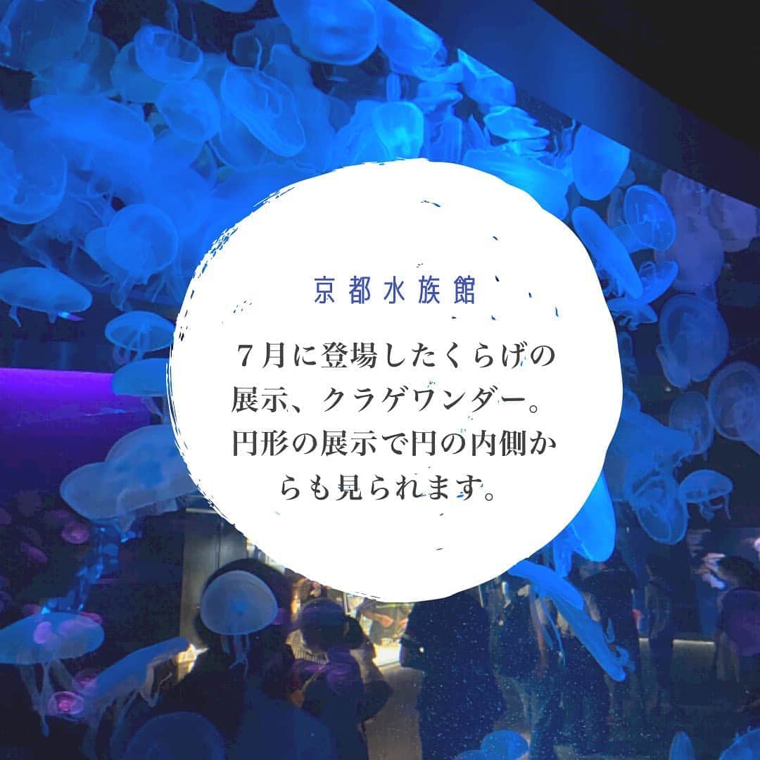 大手小町さんのインスタグラム写真 - (大手小町Instagram)「くらげの癒し第三弾。  #otekomachi #大手小町 #くらげ #クラゲ #京都水族館 #水族館 #京都観光 #京都さんぽ #癒しの時間 #夏休みの思い出 #jellyfish #Aquarium #kyotoaquarium」8月26日 19時11分 - otekomachi