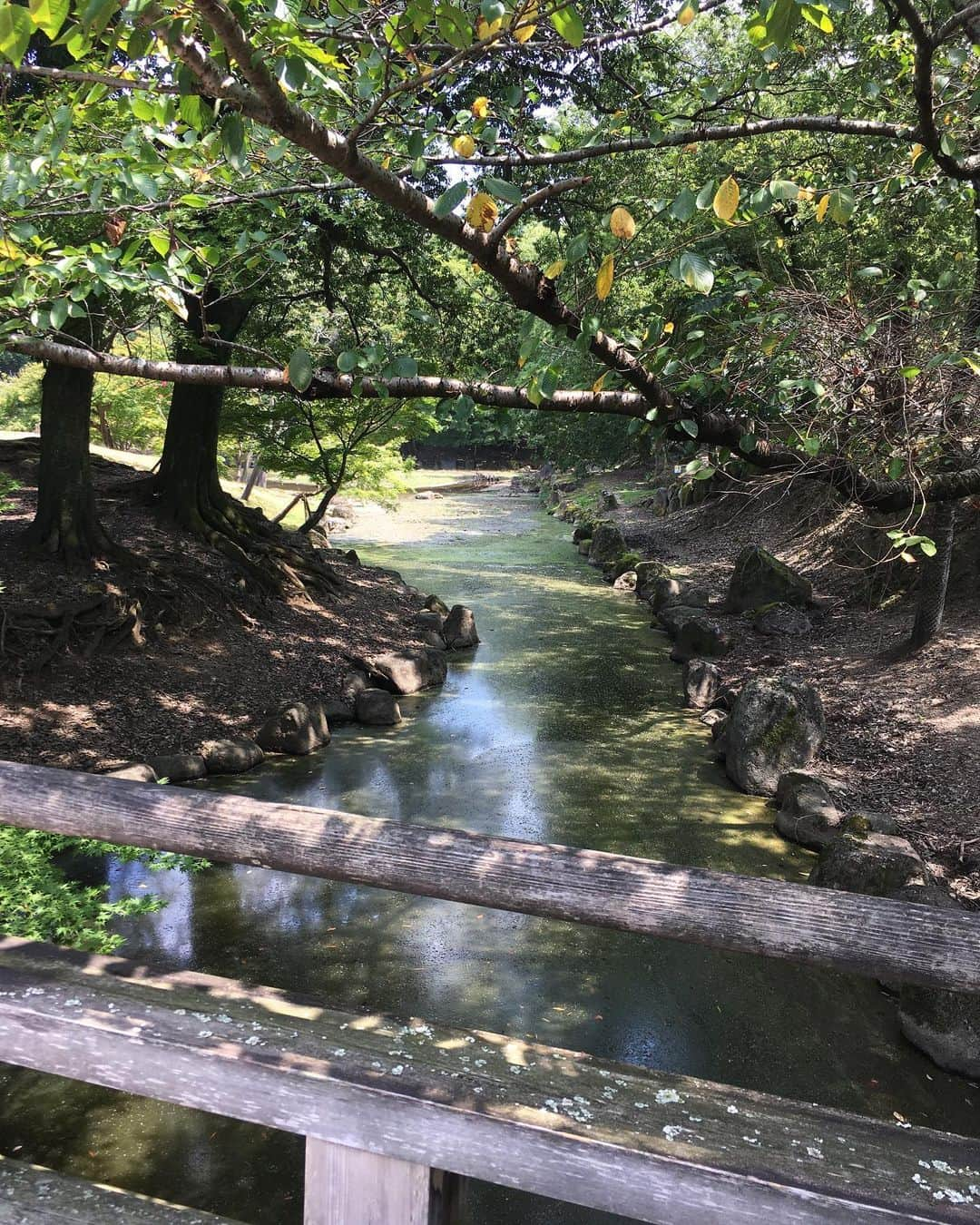 白鳥羽純さんのインスタグラム写真 - (白鳥羽純Instagram)「💧 雫の音きこえたかな？？  水があるだけで ほら〜こんなにも涼しげ〜  水面に映る空と緑を知る人よ〜☀️  #浮見堂 #奈良公園 #竹と水 #空と緑 #Ukimido #Narajapan #Narapark」8月26日 19時23分 - hasuminst