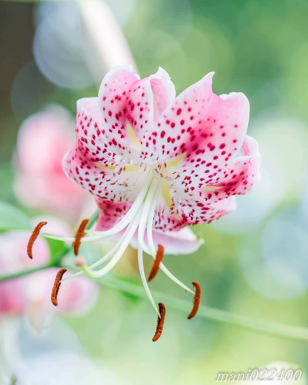 mani022400のインスタグラム：「. 26 Aug. 2020 . . こんばんはー🌸🌺🌹✨ 今日は旅行代理店に電話しました 海外旅行に行けないので スペインや地中海に行った気分に なれる県にしようかな😆 . . location:Tokyo camera:a7r3 lens:Sony135GM . . .  🌺🌺🌺🌷🌷🌷🌹🌹🌹🌸🌸🌸 ご訪問ありがとうございます🙇 . お花以外の写真は サブアカウントにポストしています。 良かったら、覗いてください🙇🙇 ⬇️⬇️⬇️ @mani0224000   . 🌺🌺🌺🌷🌷🌷🌹🌹🌹🌸🌸🌸 . . . . . 🔷🔷🔷🔷🔷🔷🔷🔷🔷 thanks_dear_yui  discoverwithalpha ﻿ japan_ilc﻿  a7rm3 ﻿ sel135f18gm  sel55f18z  #カメラ好きな人と繋がりたい  #flower  #花 #flowers   #写真好きな人と繋がりたい love_bestjapan  serahana #ファインダー越しの私の世界    #花のある暮らし  #bns_lite #eclecticshow #explore_floral . #9vaga9  9Vaga_Rose9  9vaga_3flowers9  #floristsandflowers #ip_for_blossoms_vip  #fabulous_shots ig_flowers #ponyfony_flowers #meiko_flora_member meiko_roses  #myheartinshots #la_flowers #rainbow_petals #top_favourite_flowers  #quintaflower #inspiring_shot #phx_flowers dreaming_in_macro #j_flower_shots flower_special_legend　nature_special_legend  #ind_flowers #tv_flowers　　 #best_mmf_vipday  #best_beauty_flora_  9vaga_flowersart9 #ptk_flowers #fleur_noblesse_m  .」