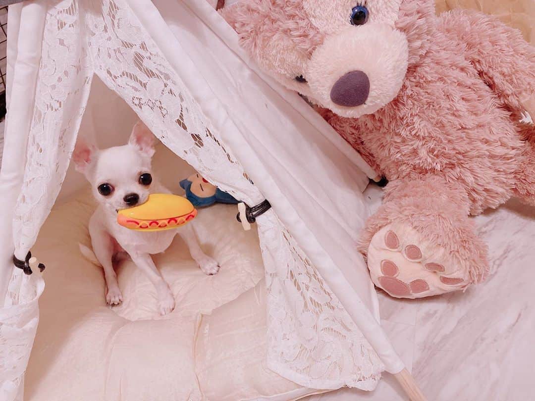 麻衣愛さんのインスタグラム写真 - (麻衣愛Instagram)「かわいい愛犬ちゃま🐶」8月26日 19時28分 - http4020