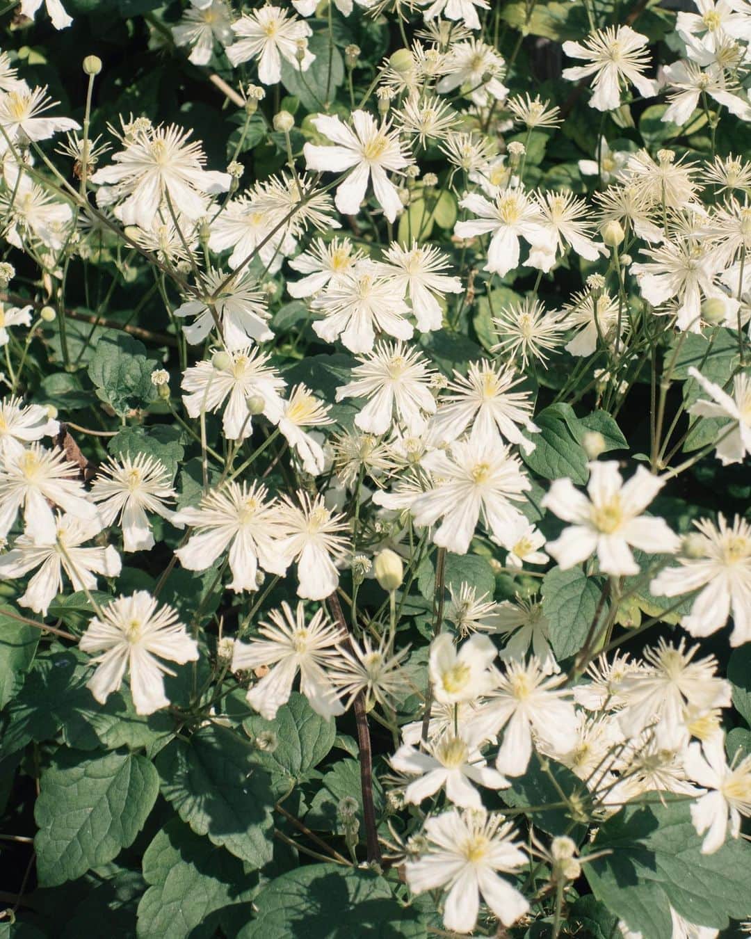 Carin Olssonさんのインスタグラム写真 - (Carin OlssonInstagram)「Summer blooms 🤍」8月26日 19時52分 - parisinfourmonths