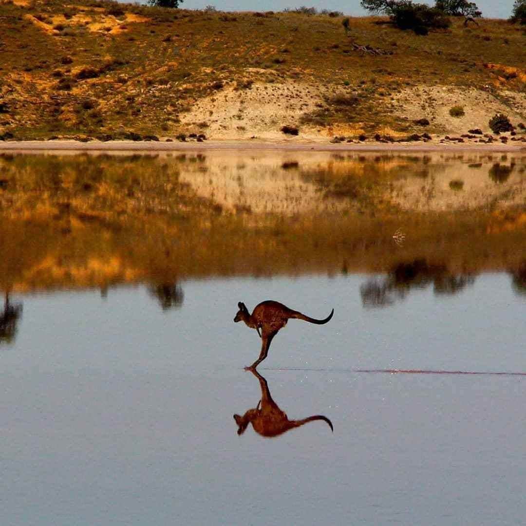 Australiaさんのインスタグラム写真 - (AustraliaInstagram)「This one deserves to be framed! 🦘During a recent visit to Victoria’s Murray-Sunset National Park, @christianspencerphoto witnessed a “surreal moment when a kangaroo magically appeared to walk on water” over one of the glistening pink lakes found in the park. The area is great for four-wheel drive touring, bushwalking and camping making it the ideal #bucketlist destination for adventure seekers when travel permits. #seeaustralia」8月26日 20時00分 - australia