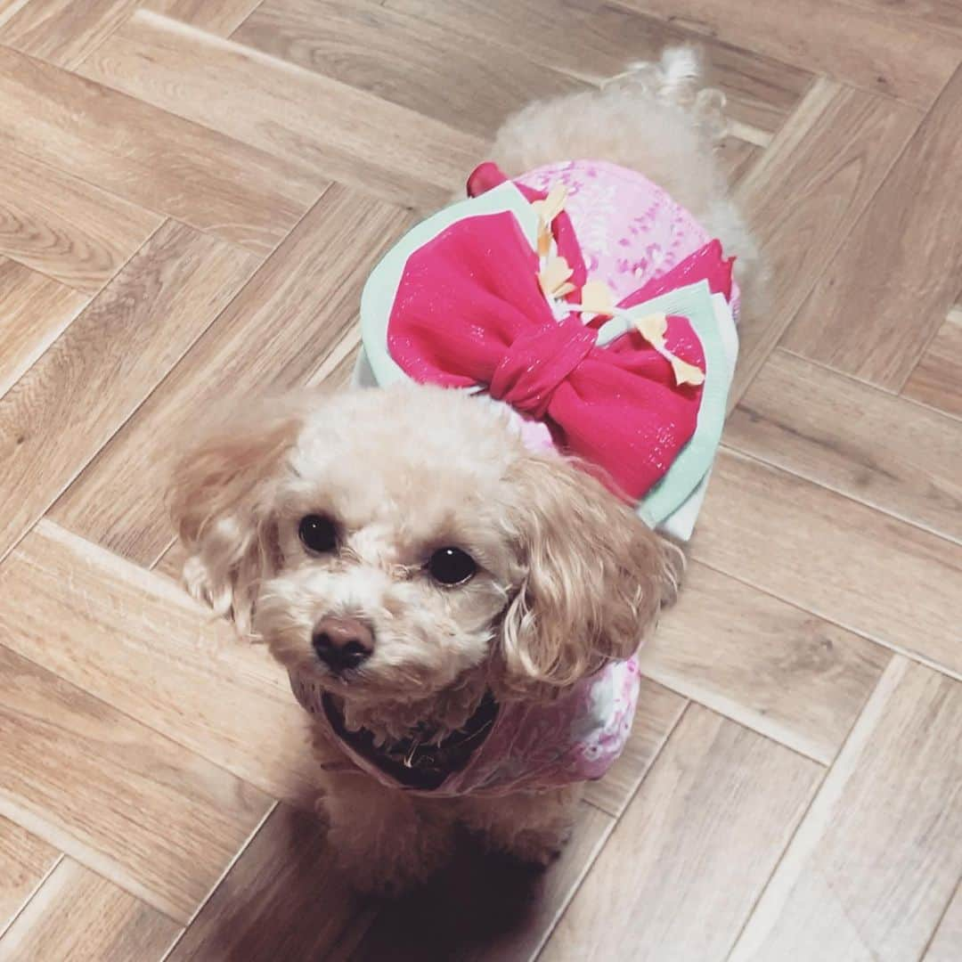 三ツ井裕美さんのインスタグラム写真 - (三ツ井裕美Instagram)「幸せな時間🐶✨✨ ・ お祭り気分で浴衣を着て👘 ・ ・ みんなの目線をこっちに向かせようと母達は必死ですw」8月26日 19時54分 - hiromi__km