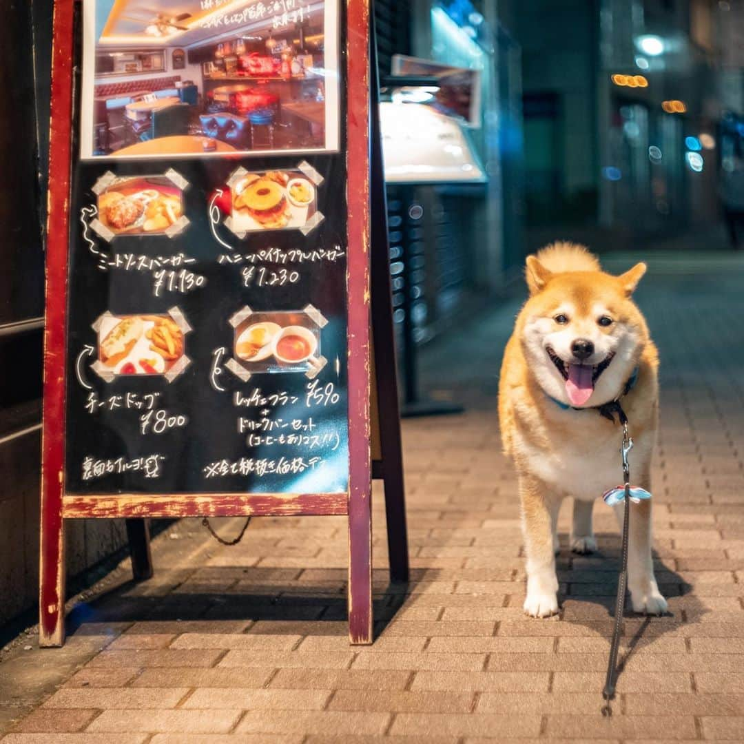 まる（まるたろう）さんのインスタグラム写真 - (まる（まるたろう）Instagram)「Can I stop by at the hamburger shop?✨🐶🍔✨パパ！今日はハンバーガー買って帰ろうか #ねえいいでしょ #ハッピーセットにしようかな #おまけ付きのやつ」8月26日 19時56分 - marutaro