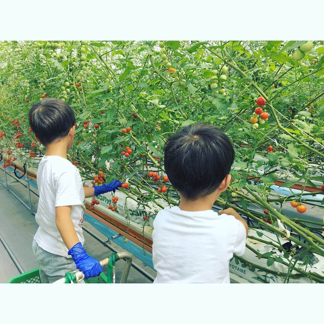 伴都美子さんのインスタグラム写真 - (伴都美子Instagram)「✔️﻿ ﻿ 野菜の体験収穫。 ﻿ Farmerの皆さん、﻿ ありがとうございました😊﻿ ﻿ ﻿ #熊本  #山都町  #山都でしか  #有機野菜  #ミニトマト  #カラーピーマン  #夏休み  #暑い中お疲れ様でした」8月26日 20時24分 - van._doasinfinity