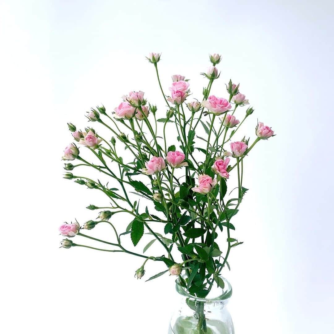 SPURさんのインスタグラム写真 - (SPURInstagram)「とーっても小さなバラが売っていました。その名も #リトルウッズ。この愛らしい花をデスクに飾れば仕事もはかどりそうです😊（編集U）  #SPUR #SPURflower #バラ #ミニバラ #薔薇 #rose #花のある生活 #花のある暮らし #花を楽しむ #花を飾る生活 #花と暮らす #flower #花 #SPUR #SPURflower #spurmagazine」8月26日 21時00分 - spurmagazine