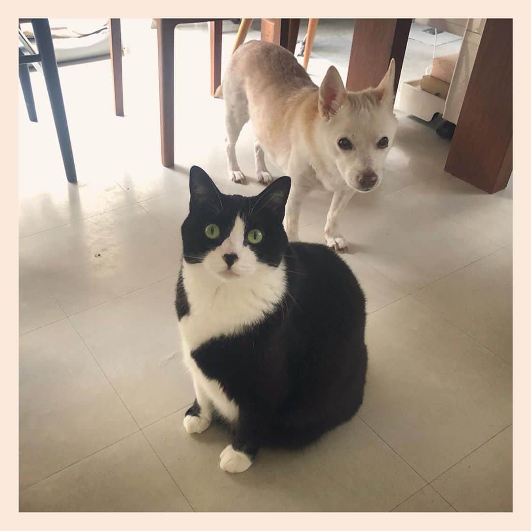パンといっぴきのインスタグラム：「#元保護犬 #雑種犬 #犬と猫 #元保護猫 #白黒猫 #ハチワレ #blackandwhitecat #crossbreed #tuxedocat #mixdog #catanddog」
