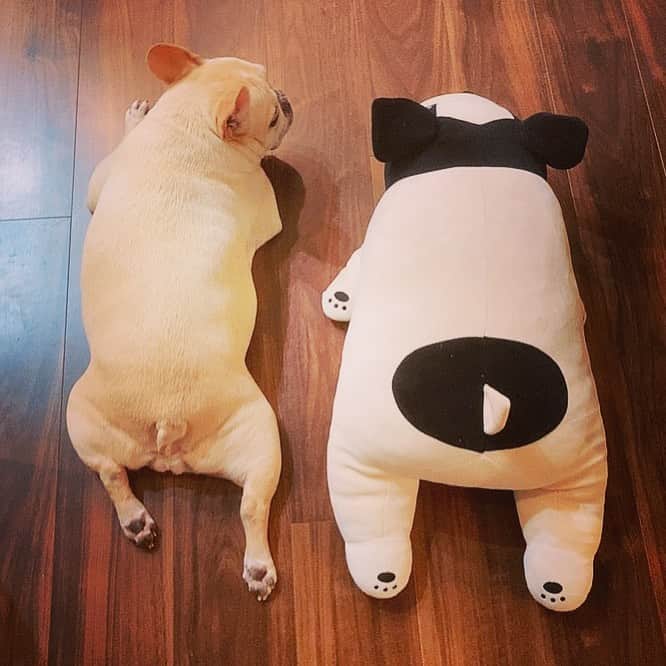 森本さやかさんのインスタグラム写真 - (森本さやかInstagram)「ほぼほぼ♡同じサイズだ⭐︎ 🐖🐾🐖🐾🐖  #frenchbulldogcream  #samesize  #frenchbulldoglove  #フレブルクリーム  #フレブルぬいぐるみ  #フレブル12歳  #フレンチブルドッグのいる生活」8月26日 21時21分 - sayakamorimoto1011