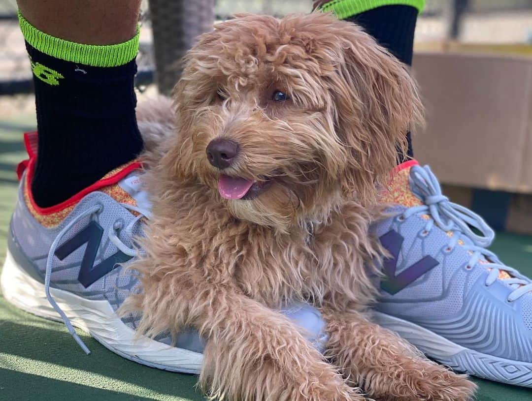 ミロシュ・ラオニッチのインスタグラム：「Happy International dog day. Charlie say “hi”」