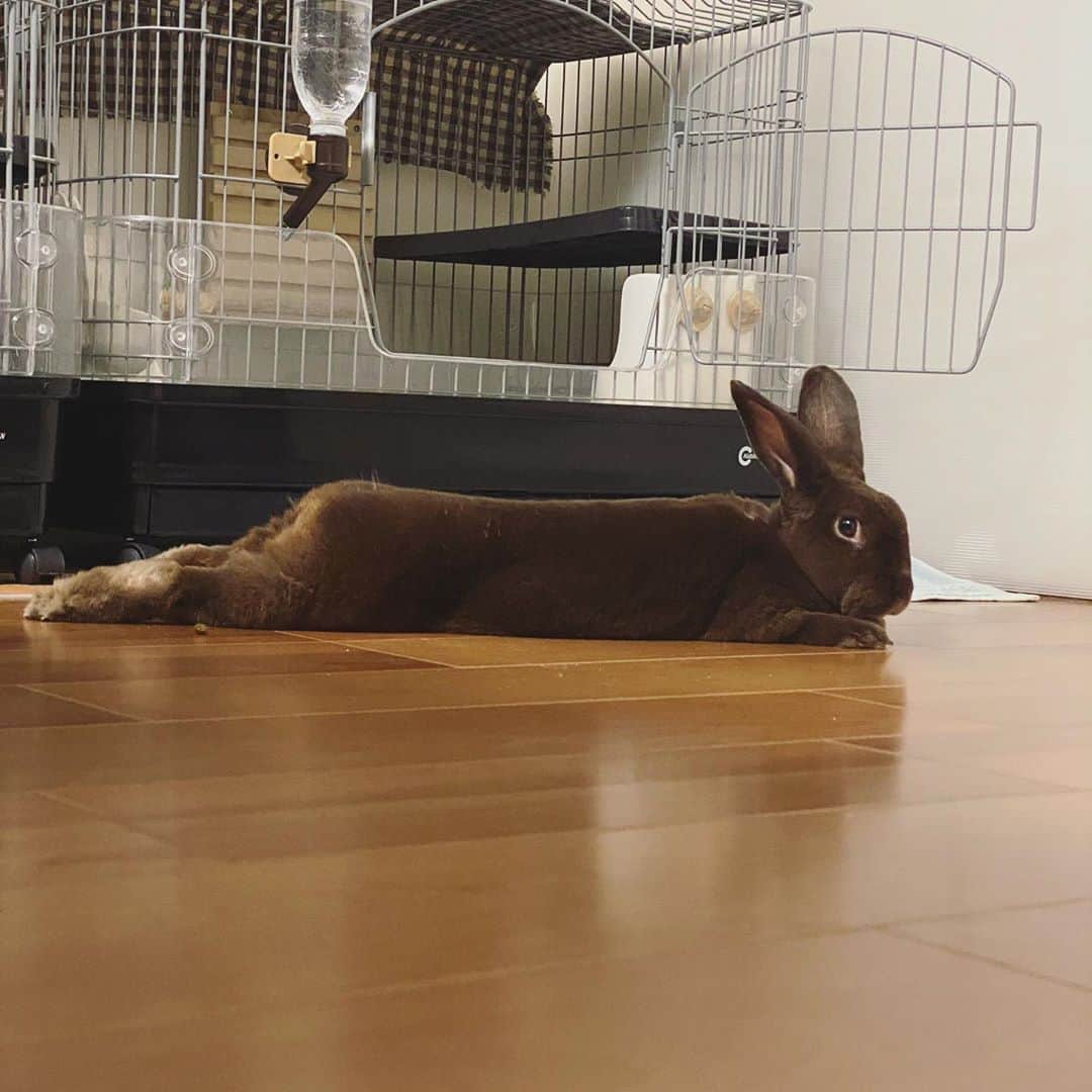 小島瑠璃子さんのインスタグラム写真 - (小島瑠璃子Instagram)「🐰 長い。長すぎる。 冷たい床が気持ちいいのかな✨ #うさぎ #rabbit #うさぎ部」8月26日 22時01分 - ruriko_kojima