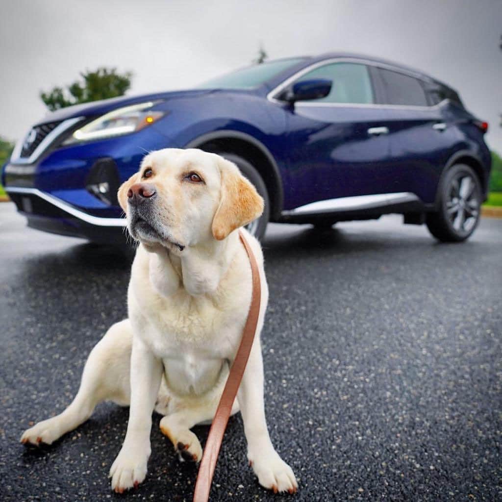 のインスタグラム：「No one loves car rides with the windows down more than man’s best friend. Happy #InternationalDogDay! 🐕 #Nissan 📷 @andie_the_lab」