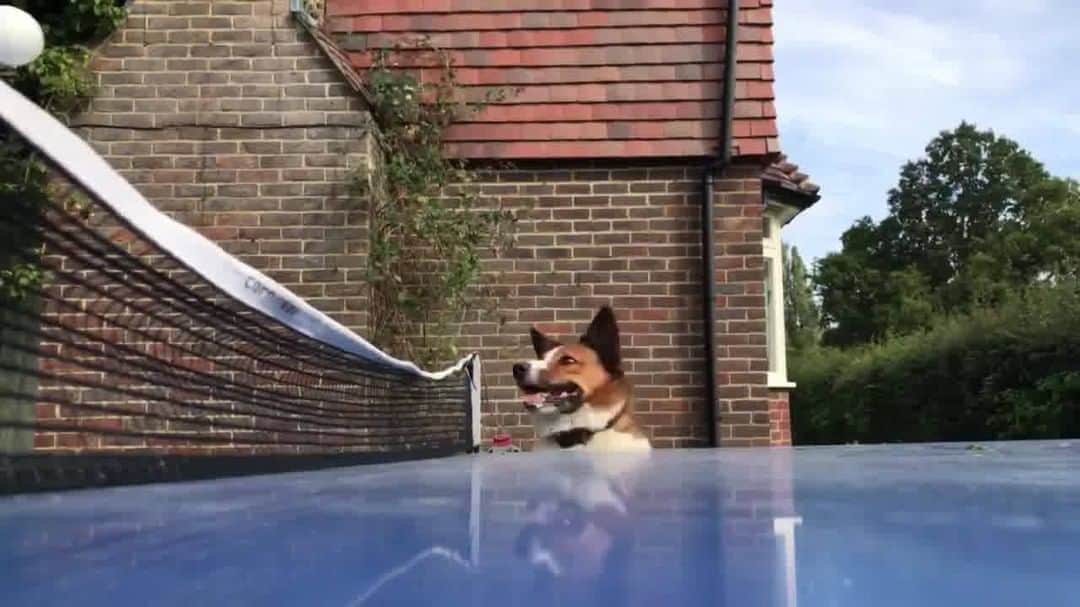 のインスタグラム：「Had to be done 🐶🏓😂  #InternationalDogDay #TableTennis #Dog #Fun」