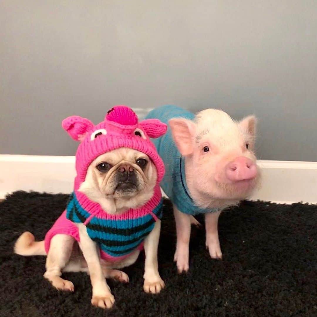 Priscilla and Poppletonさんのインスタグラム写真 - (Priscilla and PoppletonInstagram)「Happy #NationalDogDay Pigtail! ThOINKs for being the best scuba instructor, barista, dance partner, puggy shark, pajama pal, twin, delivery pug, sport, model and friend to Maggie a piggy could ask for (swipe to see). We are so glad you are our sister! We love you more than Cheerios!🐷💕🐶#Pigtailthepug #PennandPigtail #pigandpug #whyloveonebuteattheother #PrissyandPop」8月26日 22時05分 - prissy_pig