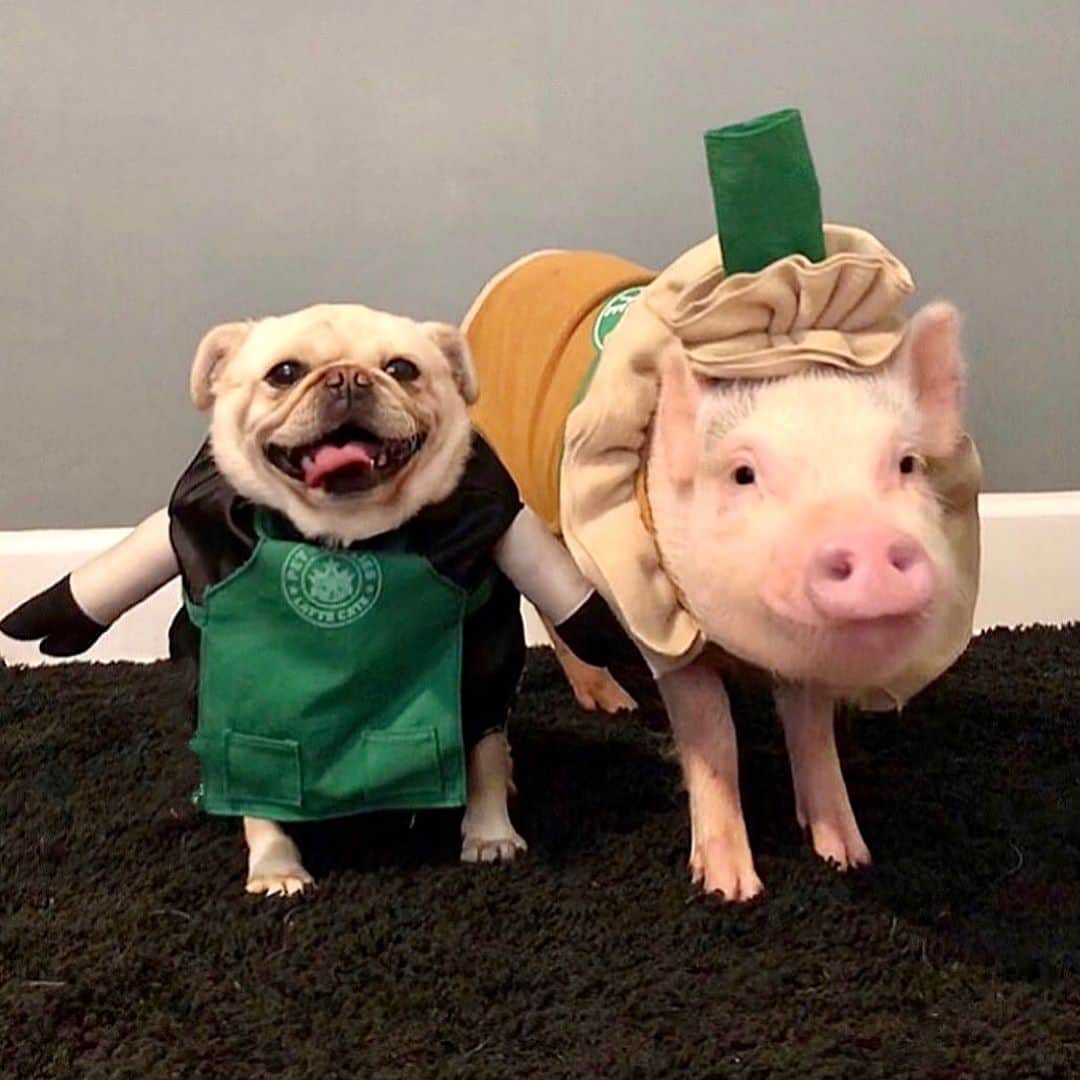 Priscilla and Poppletonさんのインスタグラム写真 - (Priscilla and PoppletonInstagram)「Happy #NationalDogDay Pigtail! ThOINKs for being the best scuba instructor, barista, dance partner, puggy shark, pajama pal, twin, delivery pug, sport, model and friend to Maggie a piggy could ask for (swipe to see). We are so glad you are our sister! We love you more than Cheerios!🐷💕🐶#Pigtailthepug #PennandPigtail #pigandpug #whyloveonebuteattheother #PrissyandPop」8月26日 22時05分 - prissy_pig