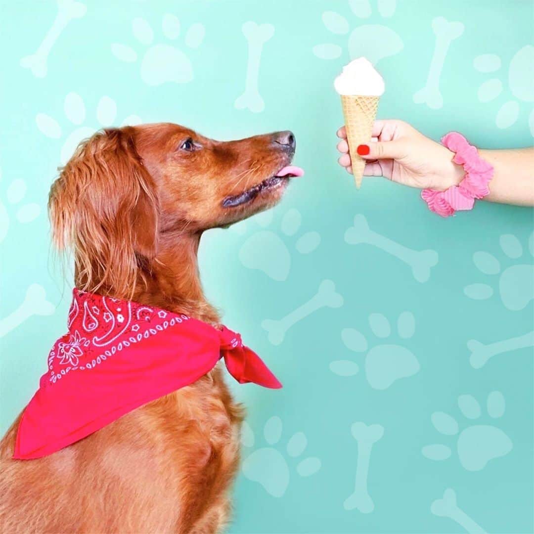 ロック&リパブリックのインスタグラム：「I scream, you scream, we all scream for #nationaldogday! 🐶🍦 #Kohls」