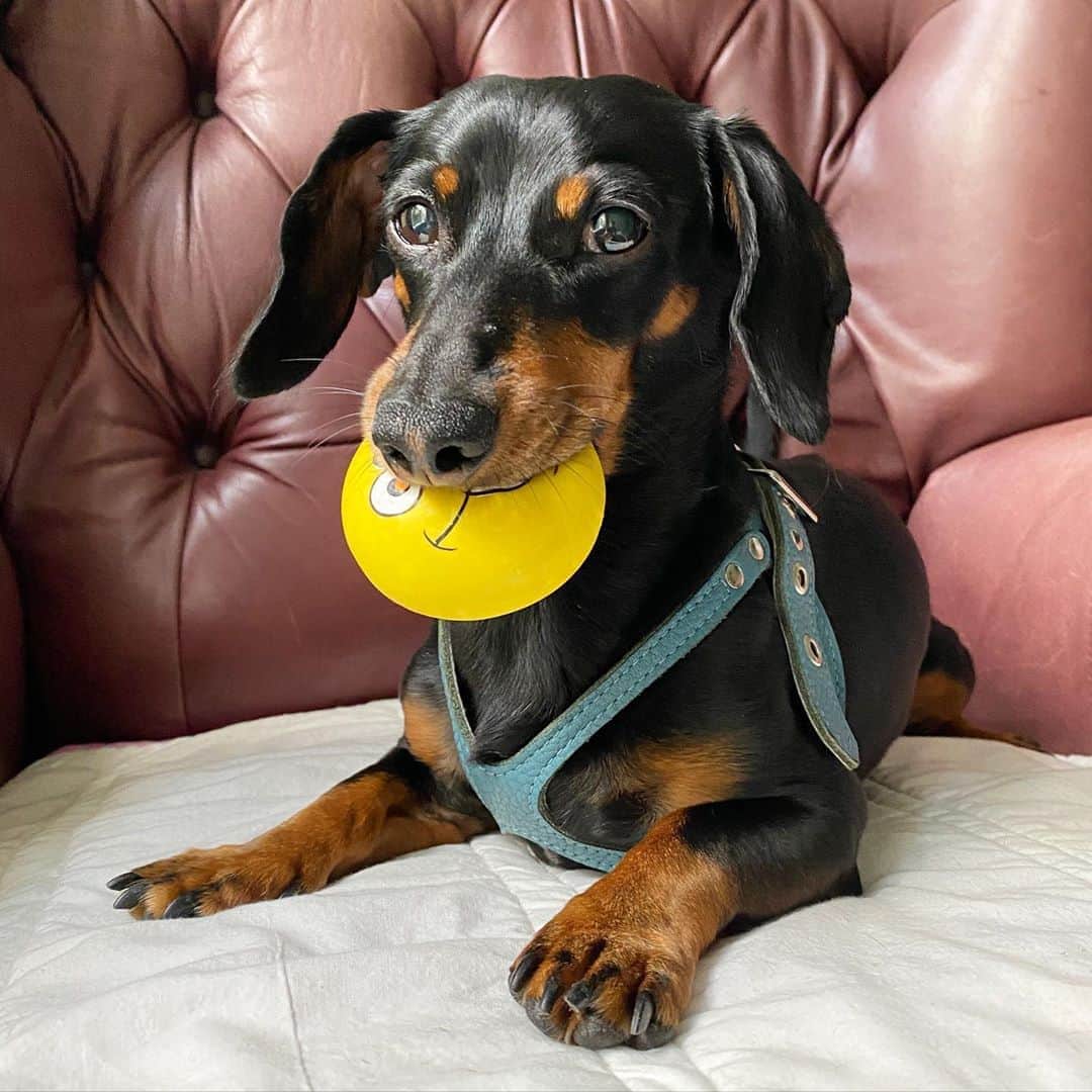 Crusoe the Celebrity Dachshundのインスタグラム：「“Happy National Dog Day!” ~ Crusoe」