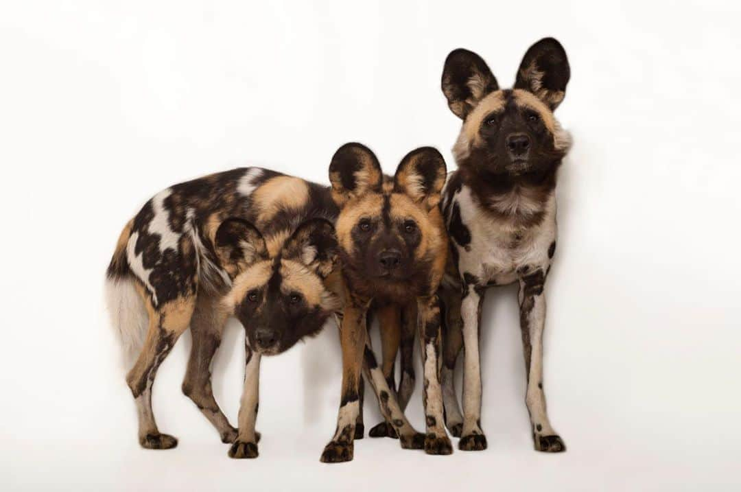 Joel Sartoreさんのインスタグラム写真 - (Joel SartoreInstagram)「The social structure of African wild dog packs is truly fascinating. Dominated by a matriarch, only the alpha pair breeds. When pups are born, they take priority, even over the alphas, with every member of the pack taking a back seat to ensure that the pups are fed and well cared for. Similarly, if a pack member is ill, injured, or elderly, the rest of the pack will care for and feed them, making sure they have what they need to survive. This unique ranking system creates peace among the pack, and there is almost never any fighting over food amongst African wild dogs. Photo taken @theomahazoo. #WorldPaintedDogDay #wilddog #African #trio #dogs #wild #spots #painted #painteddog #PhotoArk #savetogether」8月26日 22時38分 - joelsartore