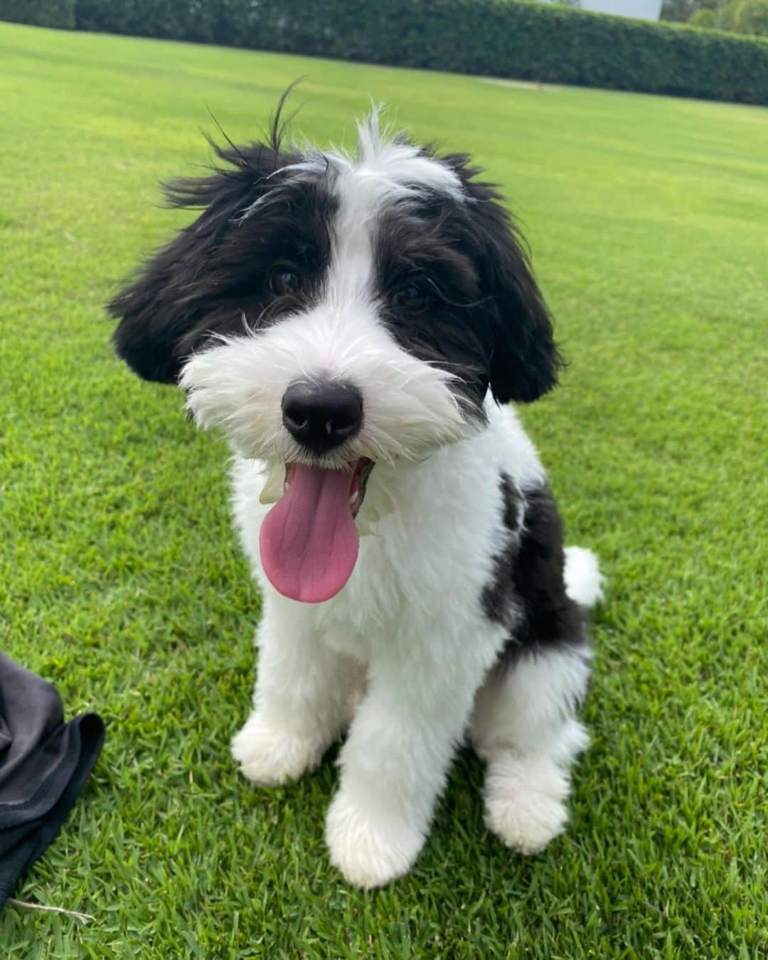 ジャスティン・トーマスさんのインスタグラム写真 - (ジャスティン・トーマスInstagram)「Happy #NationalDogDay to my buddy Franklin. If only @jilliangrace3 and I could figure out what’s going on in that little head of yours... 😂🐶」8月26日 22時37分 - justinthomas34