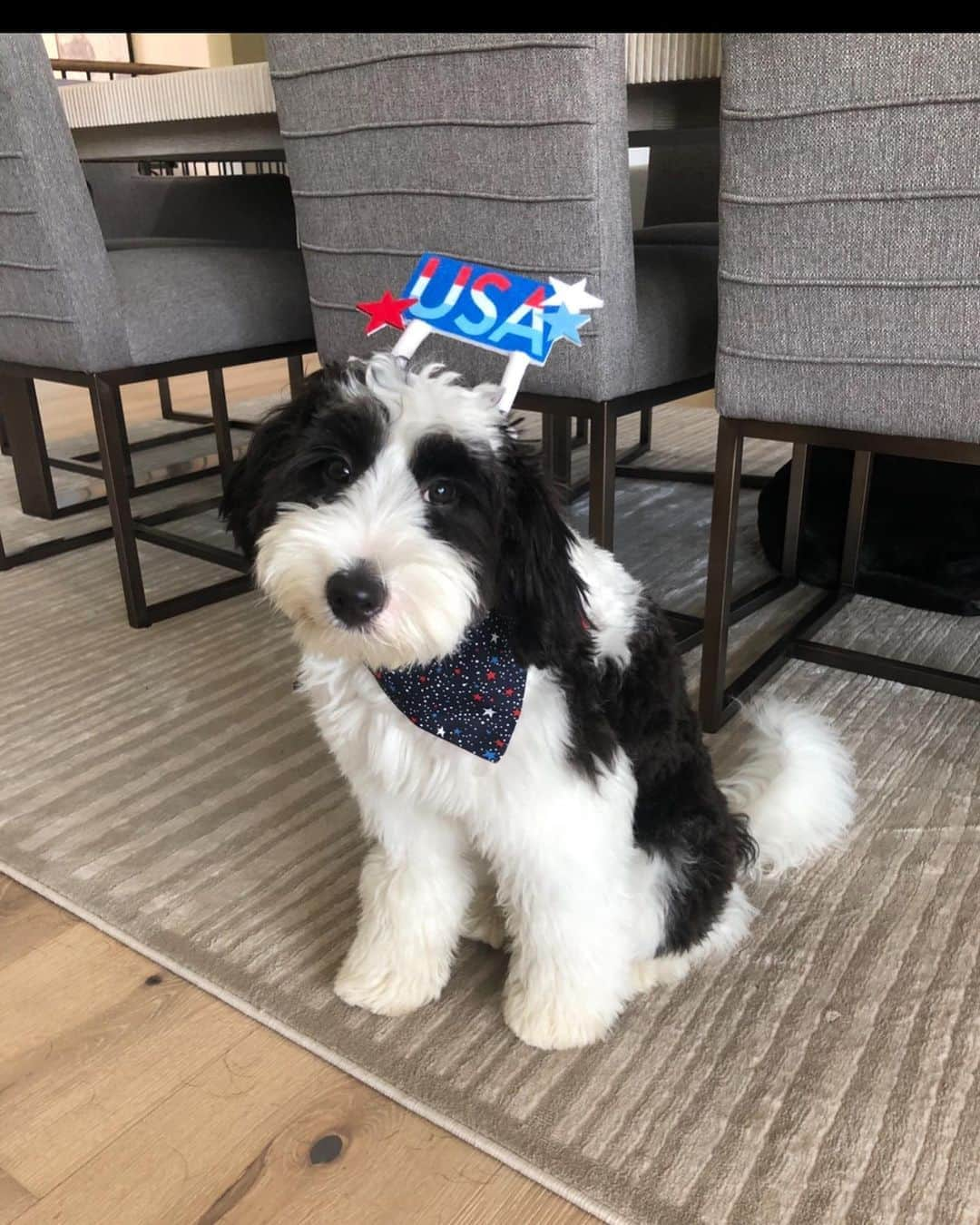 ジャスティン・トーマスさんのインスタグラム写真 - (ジャスティン・トーマスInstagram)「Happy #NationalDogDay to my buddy Franklin. If only @jilliangrace3 and I could figure out what’s going on in that little head of yours... 😂🐶」8月26日 22時37分 - justinthomas34