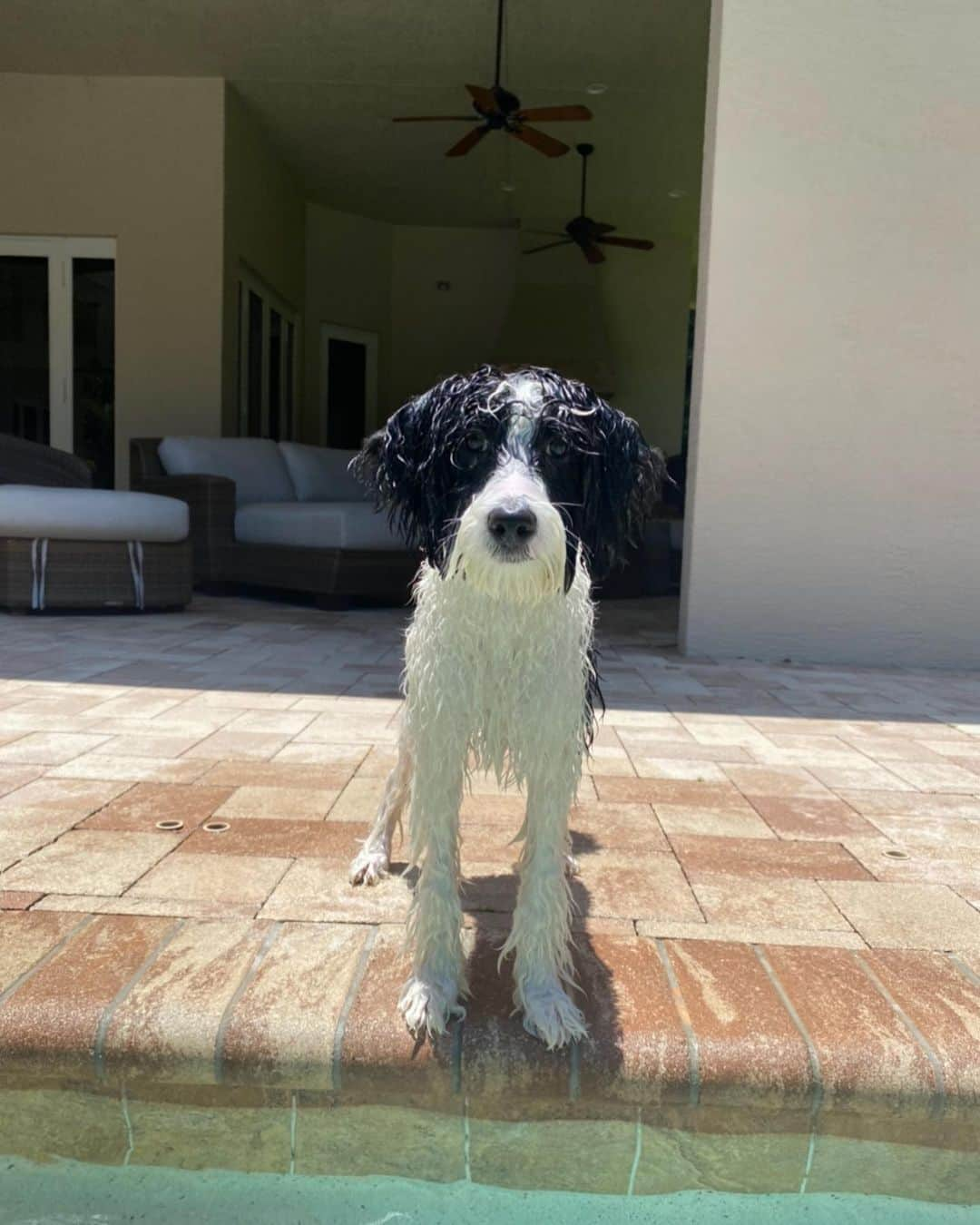 ジャスティン・トーマスさんのインスタグラム写真 - (ジャスティン・トーマスInstagram)「Happy #NationalDogDay to my buddy Franklin. If only @jilliangrace3 and I could figure out what’s going on in that little head of yours... 😂🐶」8月26日 22時37分 - justinthomas34