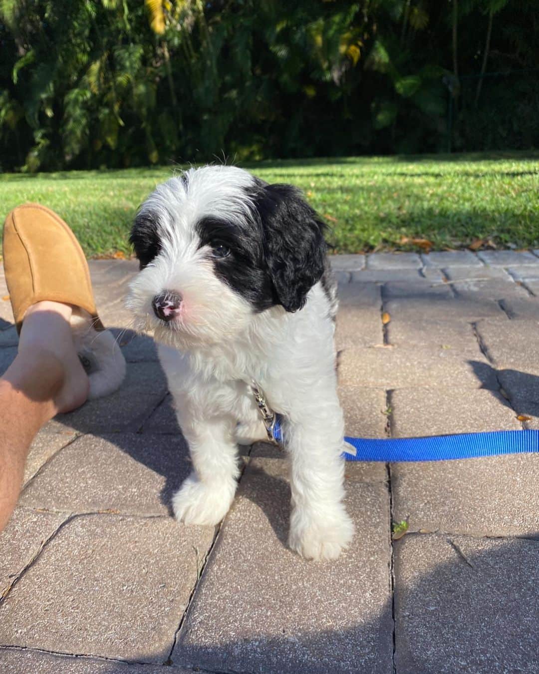 ジャスティン・トーマスのインスタグラム：「Happy #NationalDogDay to my buddy Franklin. If only @jilliangrace3 and I could figure out what’s going on in that little head of yours... 😂🐶」