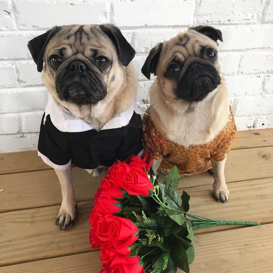 itsdougthepugさんのインスタグラム写真 - (itsdougthepugInstagram)「HAPPY #nationaldogday 🐶 Tag ur dog’s account in the comments below, I’m going to be stalking ur photos today!!」8月26日 22時44分 - itsdougthepug