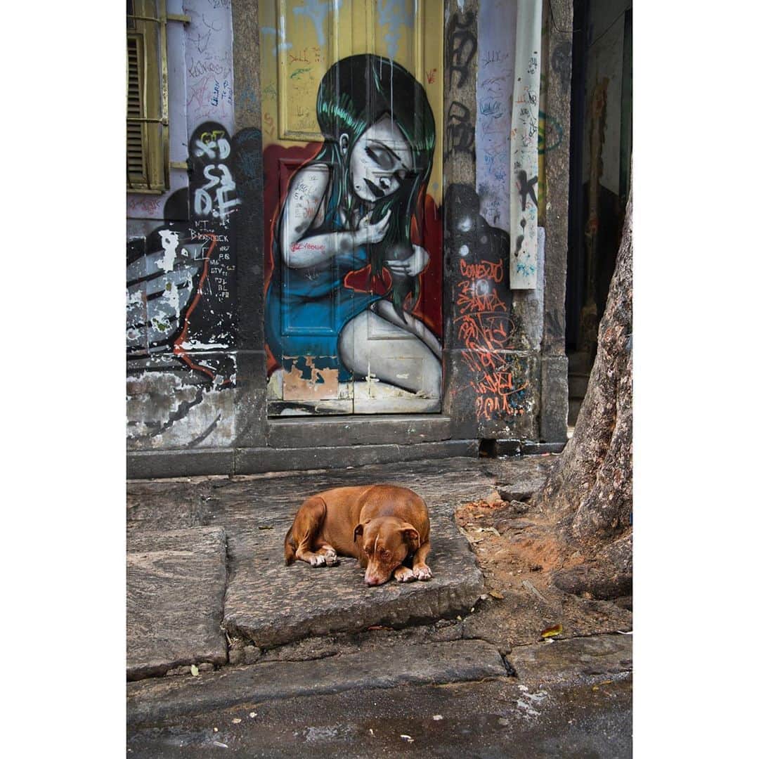 スティーブ・マカリーのインスタグラム：「"The poor dog, in life the firmest friend, The first to welcome, foremost to defend." - Lord Byron  Lapa, Rio de Janeiro, #Brazil, 2012.  #SteveMcCurry #InternationalDogDay」