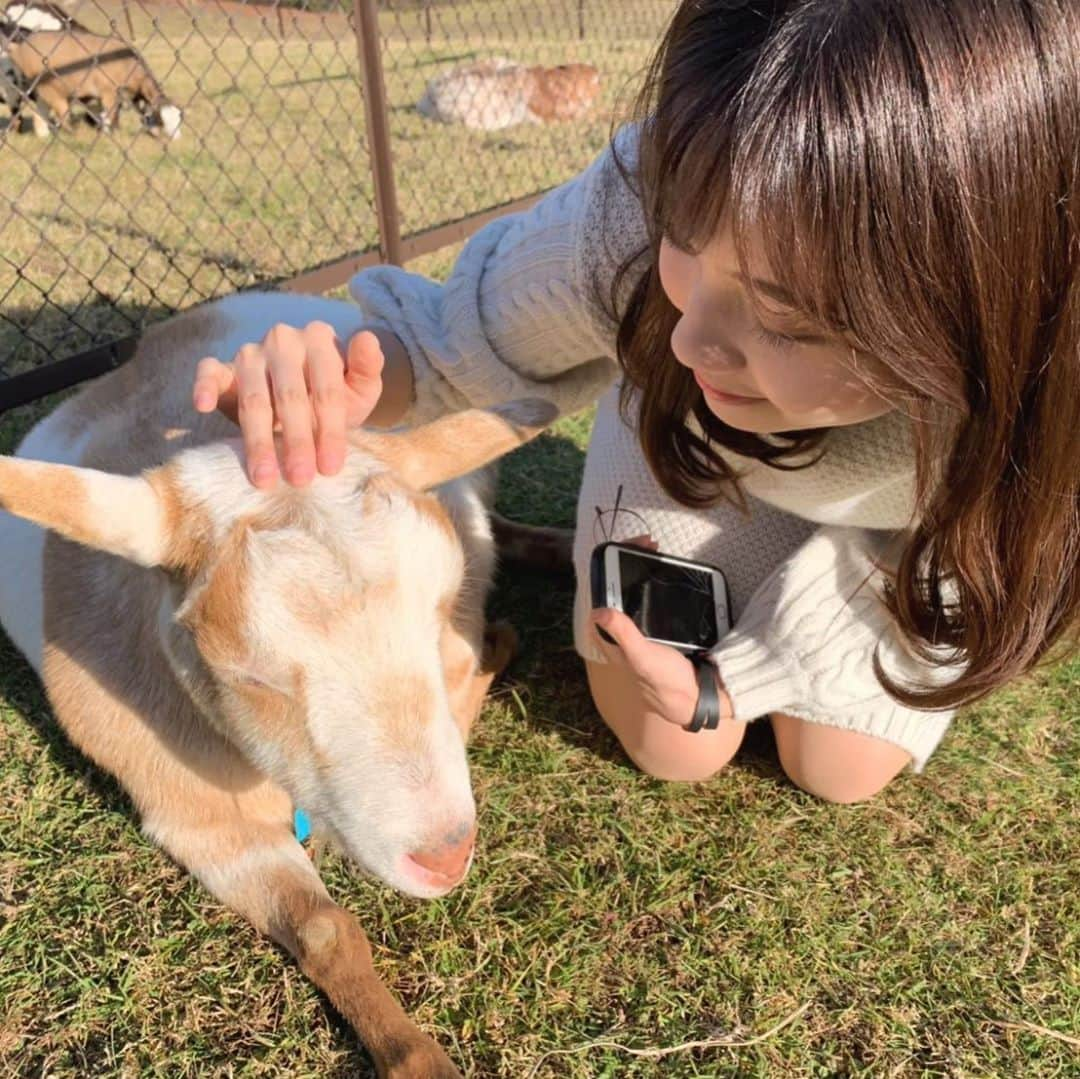 田中瞳さんのインスタグラム写真 - (田中瞳Instagram)「. 私は、久々に会う人や大好きな友人には出会い頭に手を伸ばしてぎゅっと握ったりしてしまうのが癖です。が、今の時代はそんなコミュニケーションも多少憚られますね。  触れ合うことができないぶん、言葉がパワーを発揮するように感じた体験がいくつかあります。先日お世話になっている女性のスタッフさんにプレゼントを渡したとき、ええっ、抱きしめたい…けど今はエアーハグ！ありがとう！！と、ハグを超えるほどの温かい言葉で喜びを表現してくれました。少し照れくさいですが、積極的に伝え合うことで、温かい関係性が続いていくと良いですよね。という私の夜の独り言を黙って聞いてくれているように見えるヤギさん… 🐐🐐🐐」8月26日 23時11分 - hitomi_tanaka_9