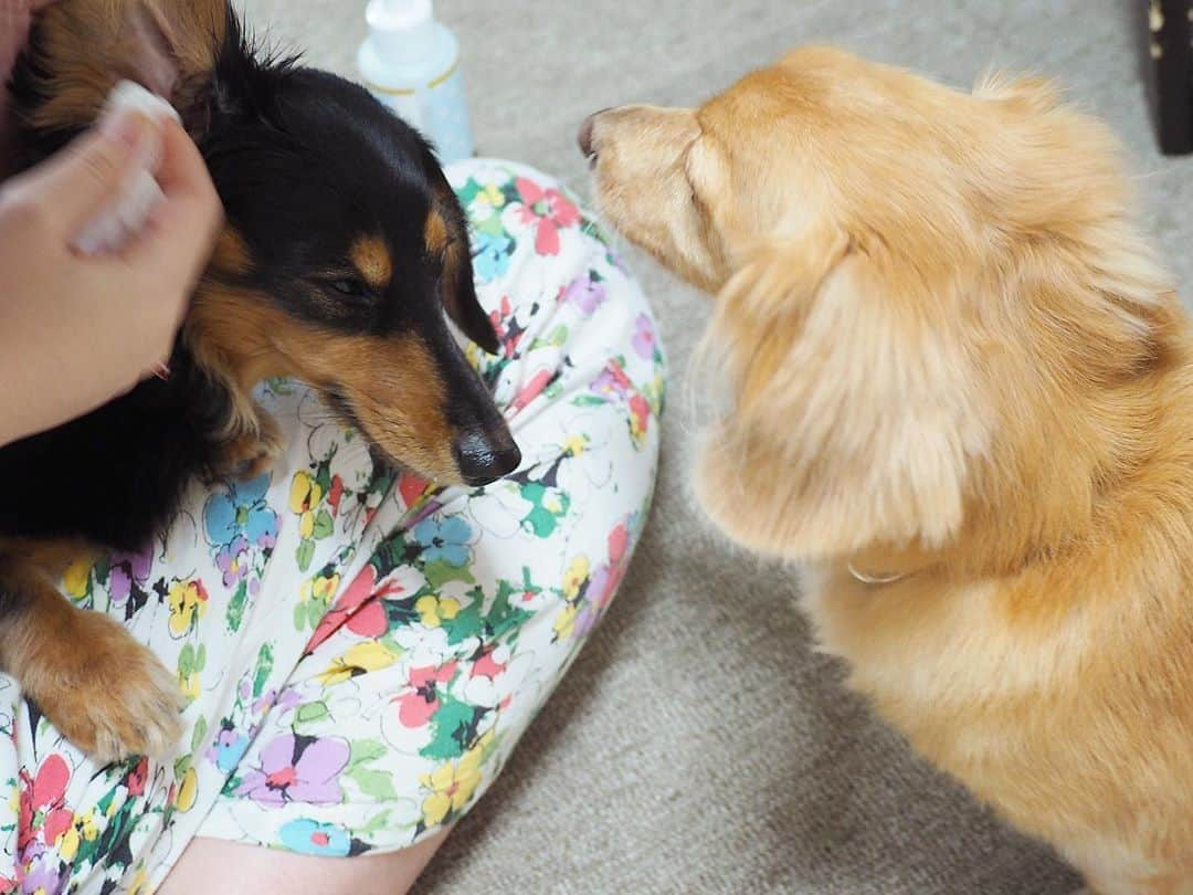 Sora Momoさんのインスタグラム写真 - (Sora MomoInstagram)「お耳のお手入れ🐶🐾🐶 ☺︎ そらのお手入れ中順番待ってるもも 始めはお利口に出来るそらを見てるみたいに見えるけど 本当はご褒美のおやつくれるお姉ちゃんばっかり見てる😅 ☺︎ ももがやってる時は そらが自分は終わったのに もも頑張ってって見守ってくれる😊 ☺︎ おかあさんは頑張るももがおもしろ可愛いくて好き😆💕 ☺︎ #お耳のお手入れ#お姉ちゃん担当#そらはももを見守る担当#おかあさんは写真担当#ももは頑張る担当#仲良し#そらともも #ダックス#ミニチュアダックス #dachshund #miniaturedachshund」8月26日 23時29分 - teratera_sorapu_