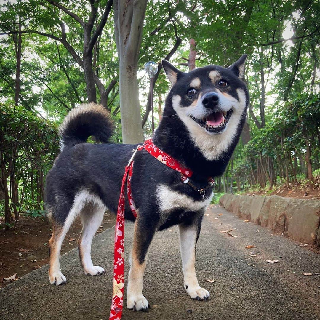 vo_coのインスタグラム：「☀️ 朝からご機嫌こたちゃん * 前は家の目の前が公園だったから💩には困らなかったけど、引っ越したら周りは住宅地しかなく… その後の3年半で編み出したのは、“とにかく素早く済ますためにどこでも💩できる”という能力 下手すると歩き出して1分以内にお仕事完了することも そのおかげで、せっかく公園に連れてきても園内のアスファルトで素早く済ませてしまうことも これまで数回の酷い下痢以外、💩は常に健康的で困らせることもなく…健康で頑丈な消化器官に産んでくれたこたつのママ、ありがとう！ * #nationaldogday  #shibastagram #instashiba #shiba #shibainu #黒柴 #柴犬」