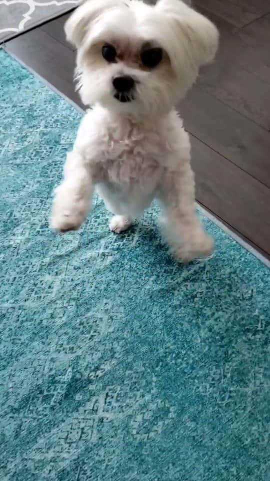 Toby LittleDudeのインスタグラム：「Happy National Dog Day! #nationaldogday」