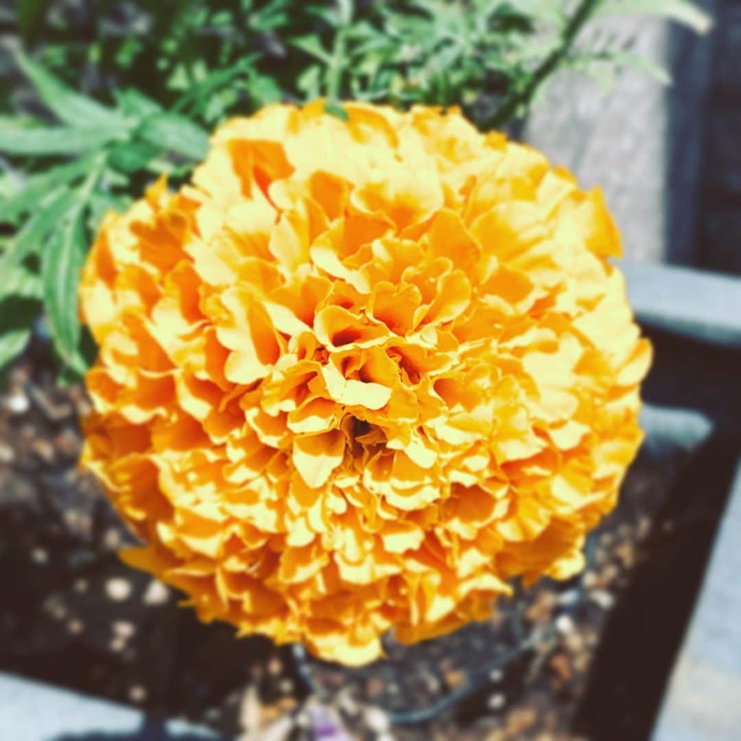 のインスタグラム：「#flower #flowersoflife #orange #hope #neighborhood」