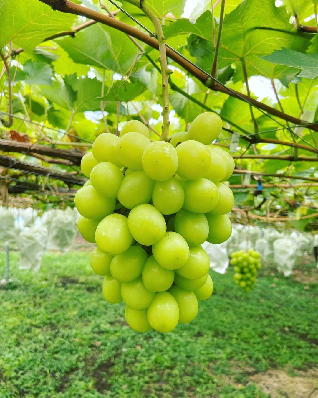 渡辺有子のインスタグラム：「たわわ🍇」