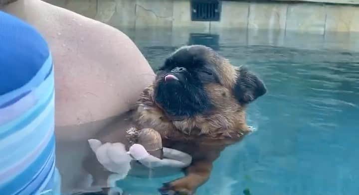 のインスタグラム：「Living his best life #nationaldogday」