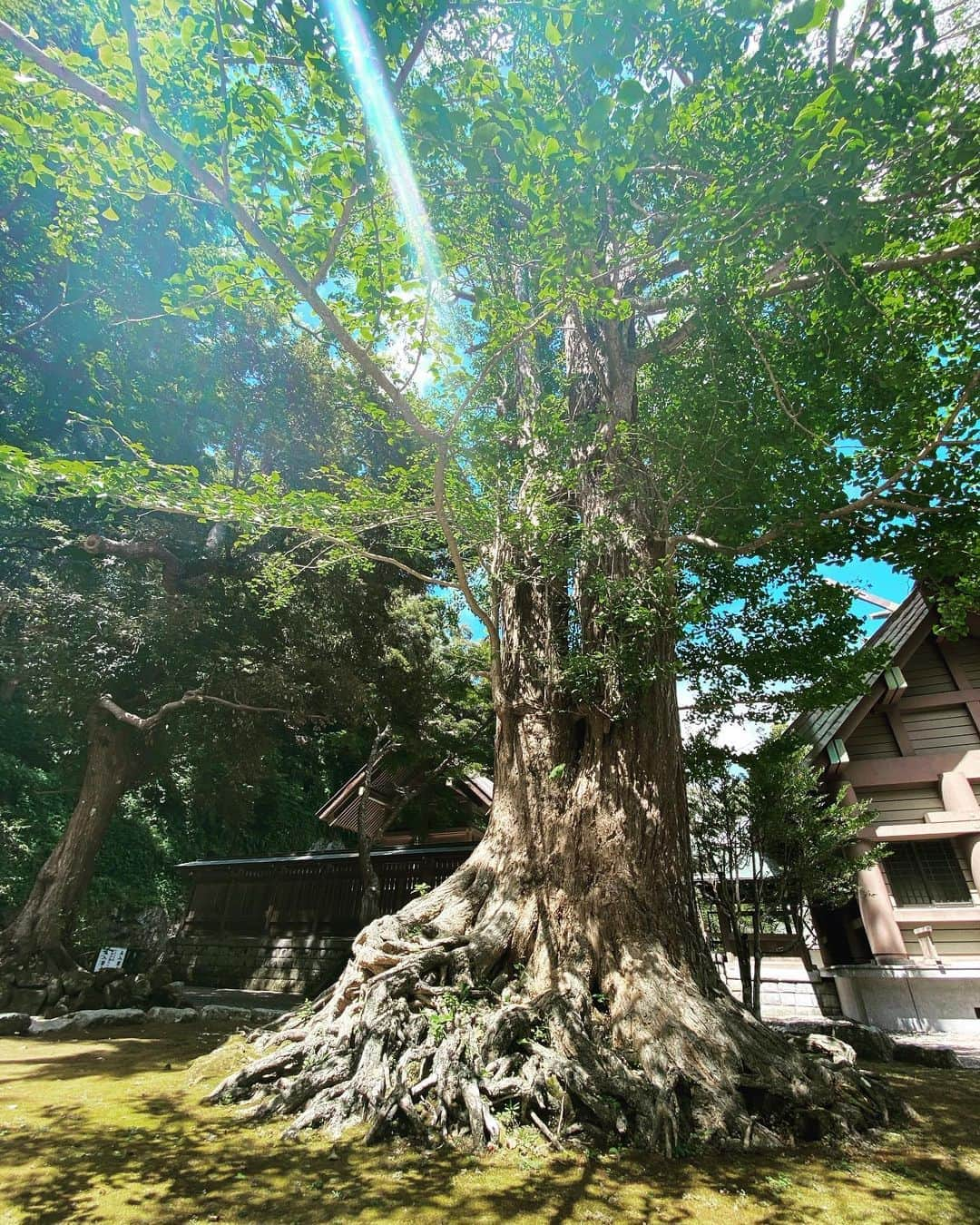 SHOCK EYEさんのインスタグラム写真 - (SHOCK EYEInstagram)「安房神社⛩ 由緒ある格式高い一之宮に、 ひとっこ1人いない貸切状態✨✨ 神の存在を感じれる素晴らしい神社でした。 てか、２枚目、３枚目、４枚目の写真がヤバイ🙏✨ #安房神社 #一之宮 #神社 #awashrine #shrine」8月27日 9時40分 - shockeye_official